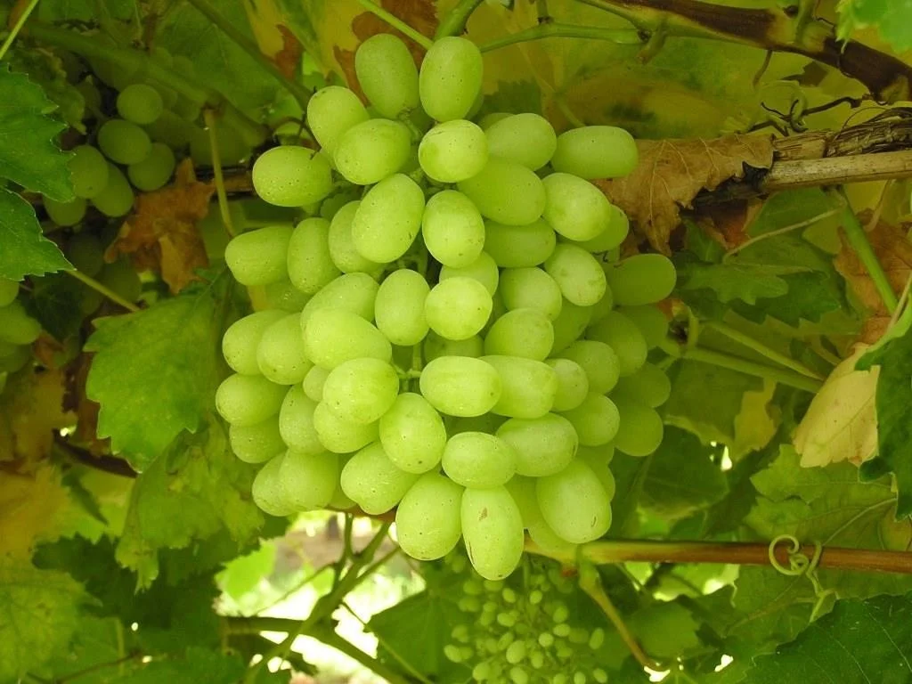 bunch of white grapes