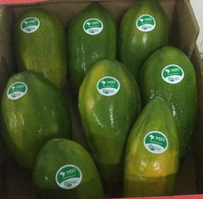 Abacates verdes em uma caixa, com etiquetas da MBR.