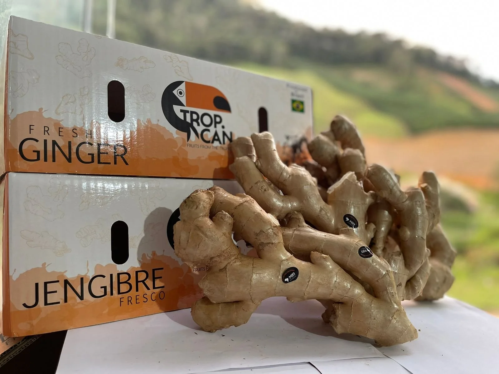Raiz de gengibre fresco ao lado de caixas de gengibre da marca Tropcan, com fundo de natureza rural com campos verdes.