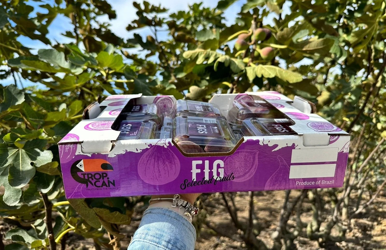 Caixa de frutas selecionadas de figo, com embalagem roxa e logotipo da Tropcan, sendo segurada por uma pessoa, ao ar livre em um campo de plantas de figo.