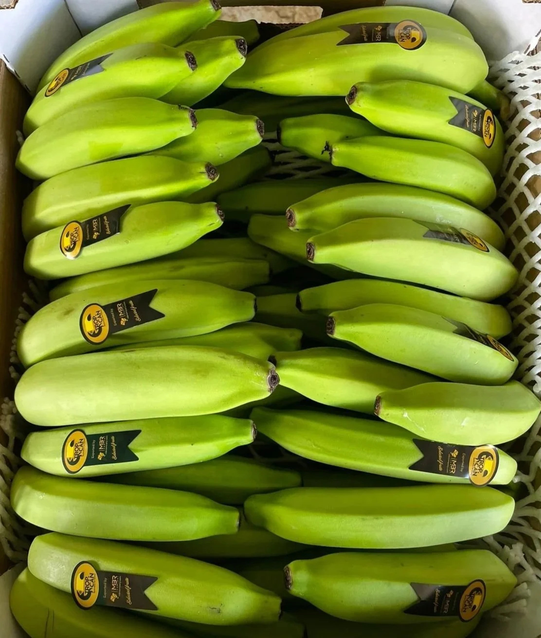 box full of green bananas organized and ready to export with golden sticker and protection package