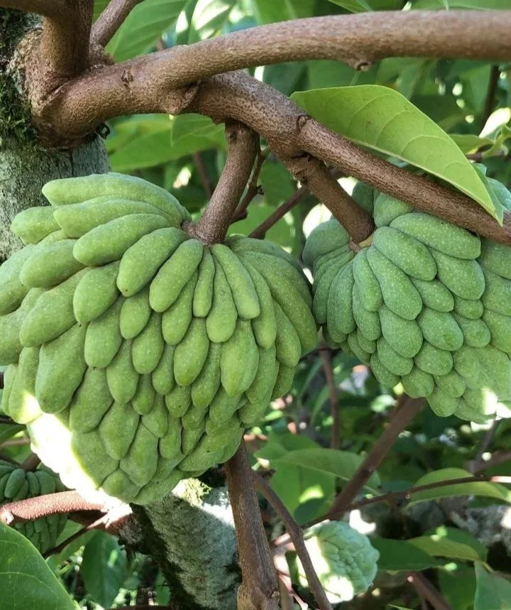 atemoyas hanging on the tree, surrounded by leaves