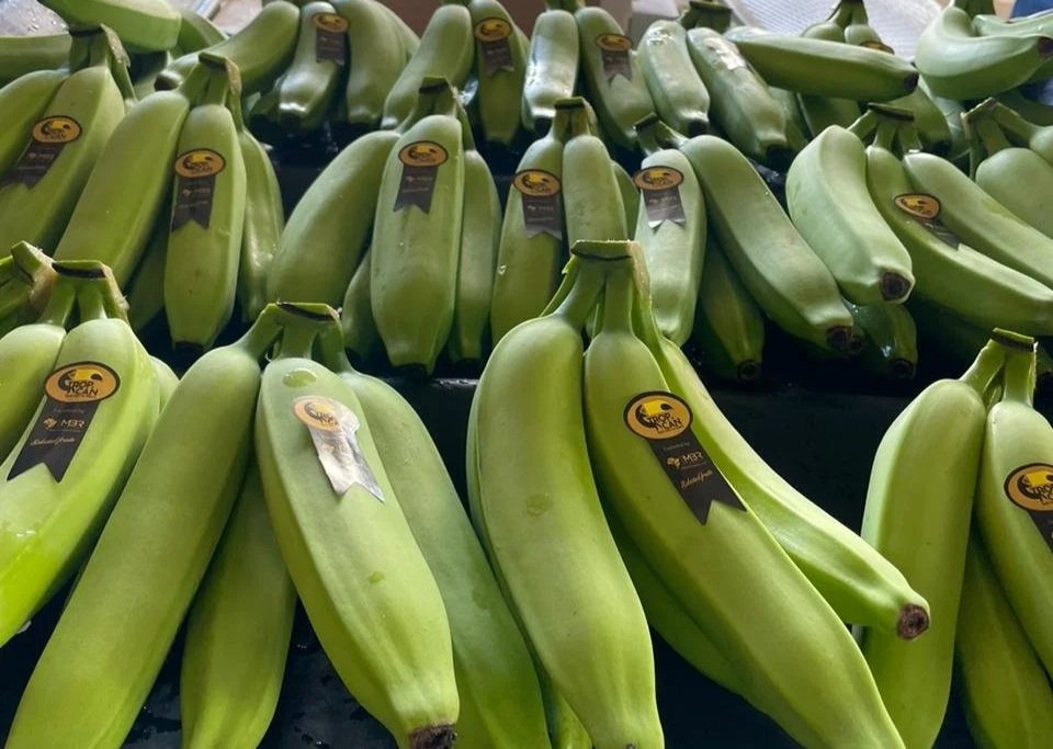 Placa de bananas verdes empilhadas.
