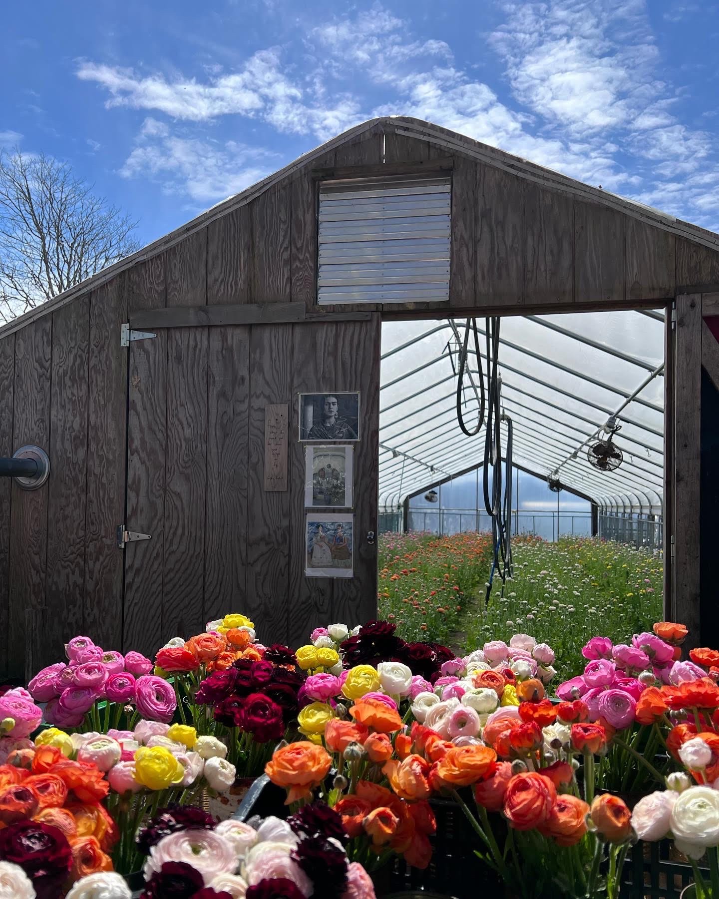 greenhouse.jpg