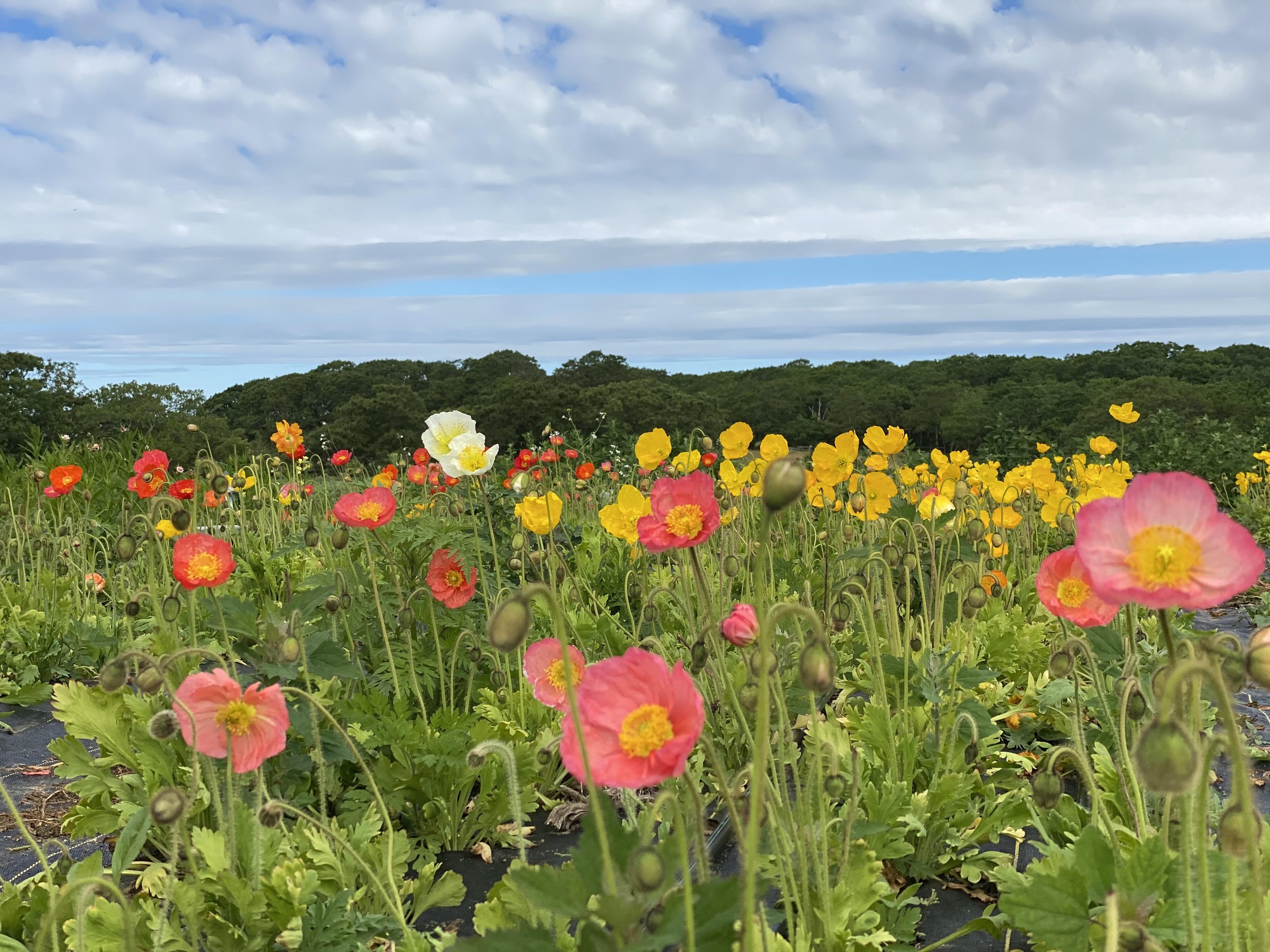 field of poppies.jpg