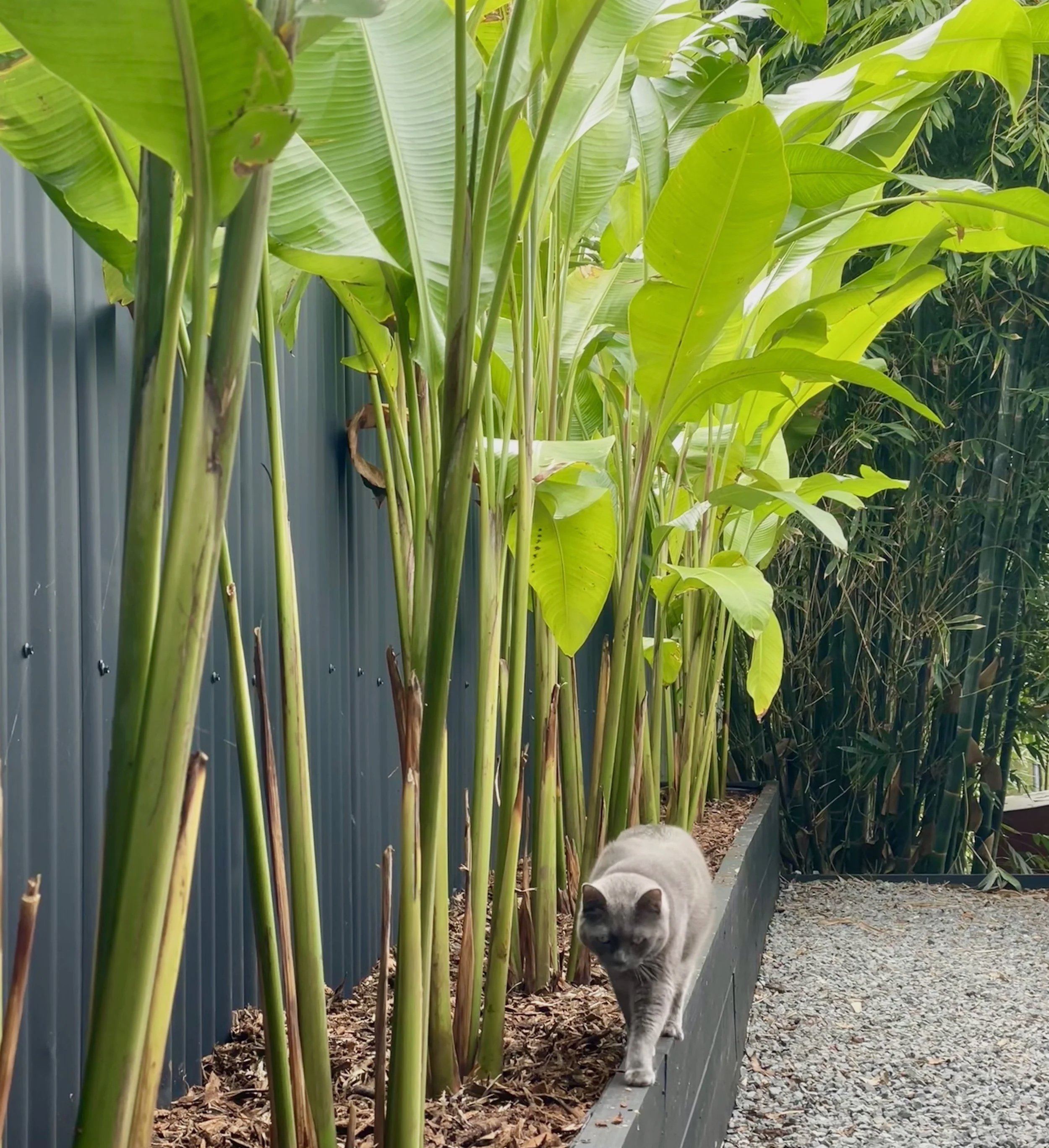 freshly planted tropical foliage in a retaining planter along a fence line. newly renovated yard