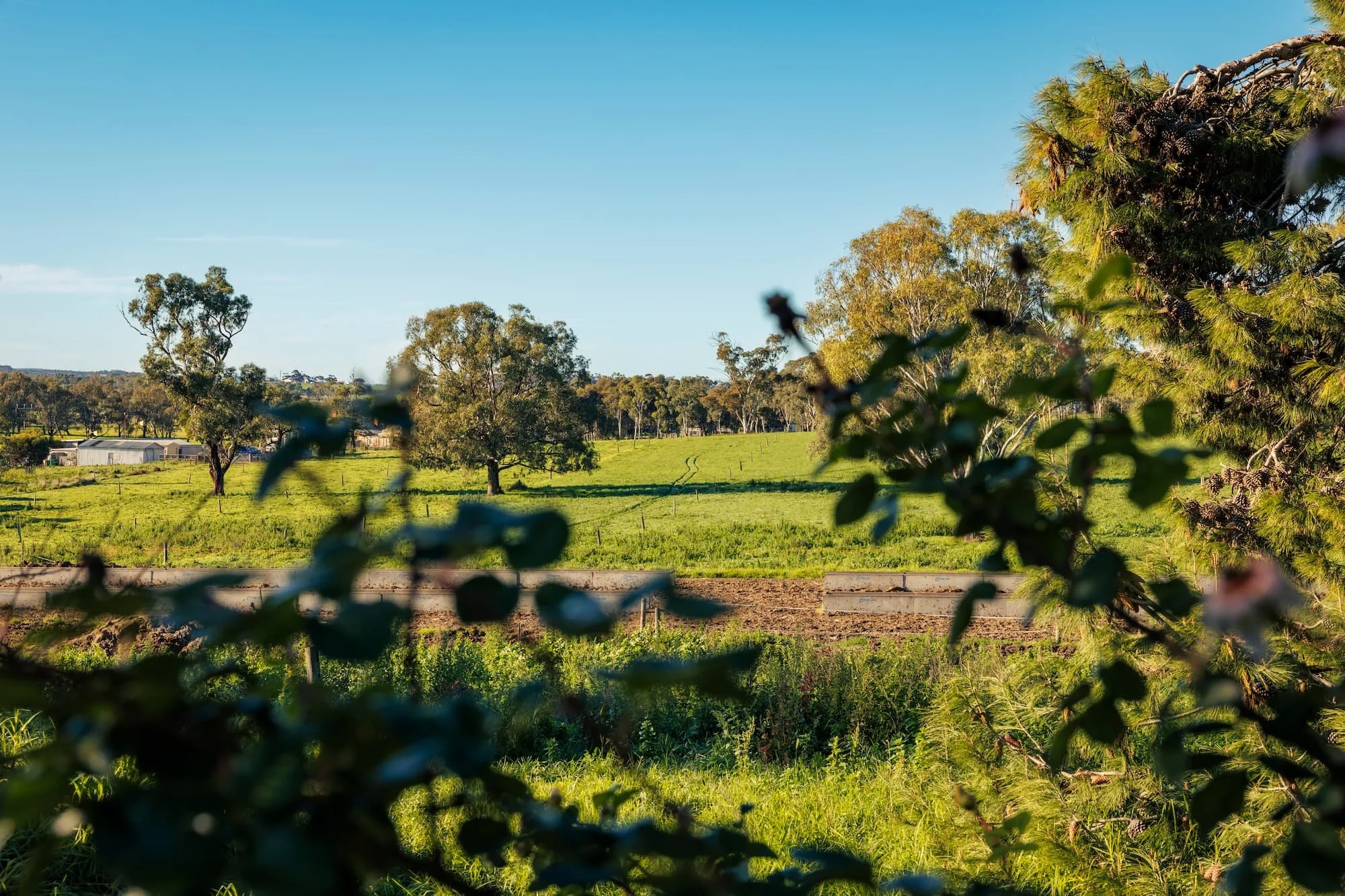 View of green fields and trees with a clear blue sky in the background, partially framed by blurred foliage in the foreground.