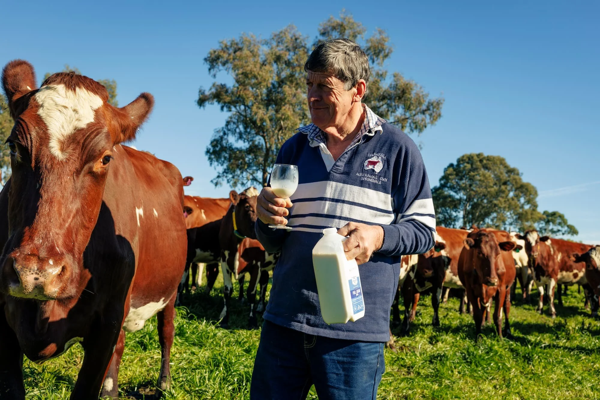An older man holding a glass of milk and a milk container, standing among a herd of cows outdoors on a sunny day.