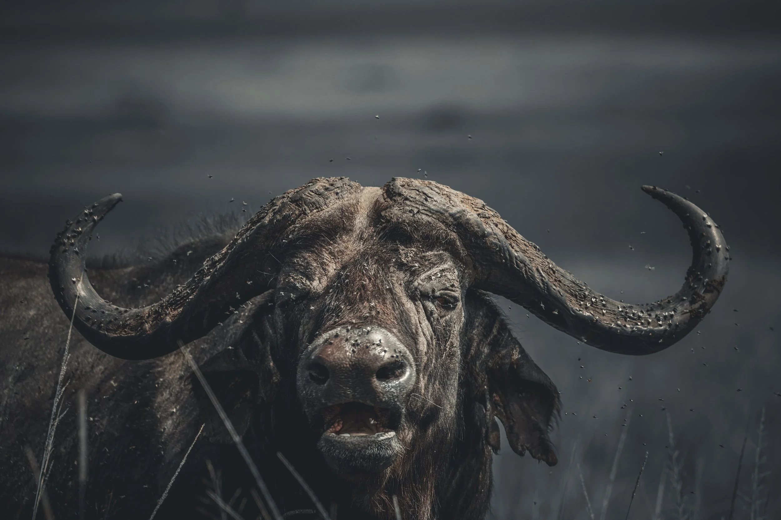 A water buffalo with wet fur, dark horns, and water droplets, wading through water with an overcast sky in the background.