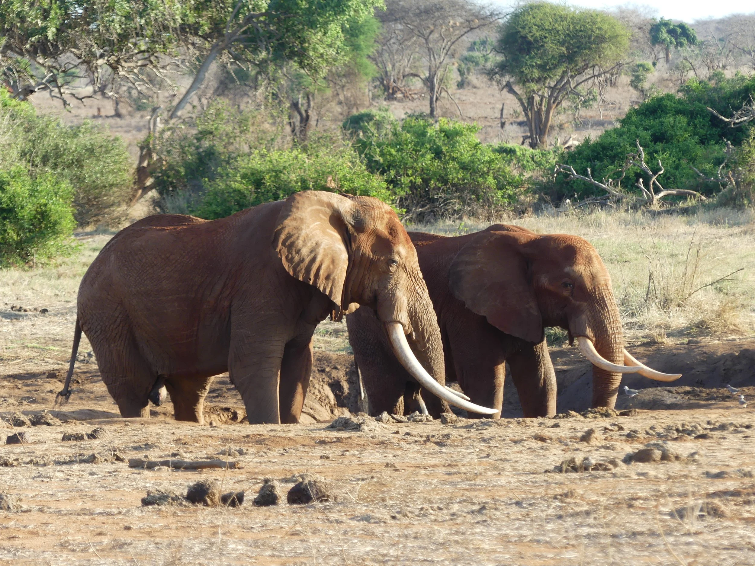 Three elephants walking across a dry, dusty landscape with sparse green trees and bushes in the background.