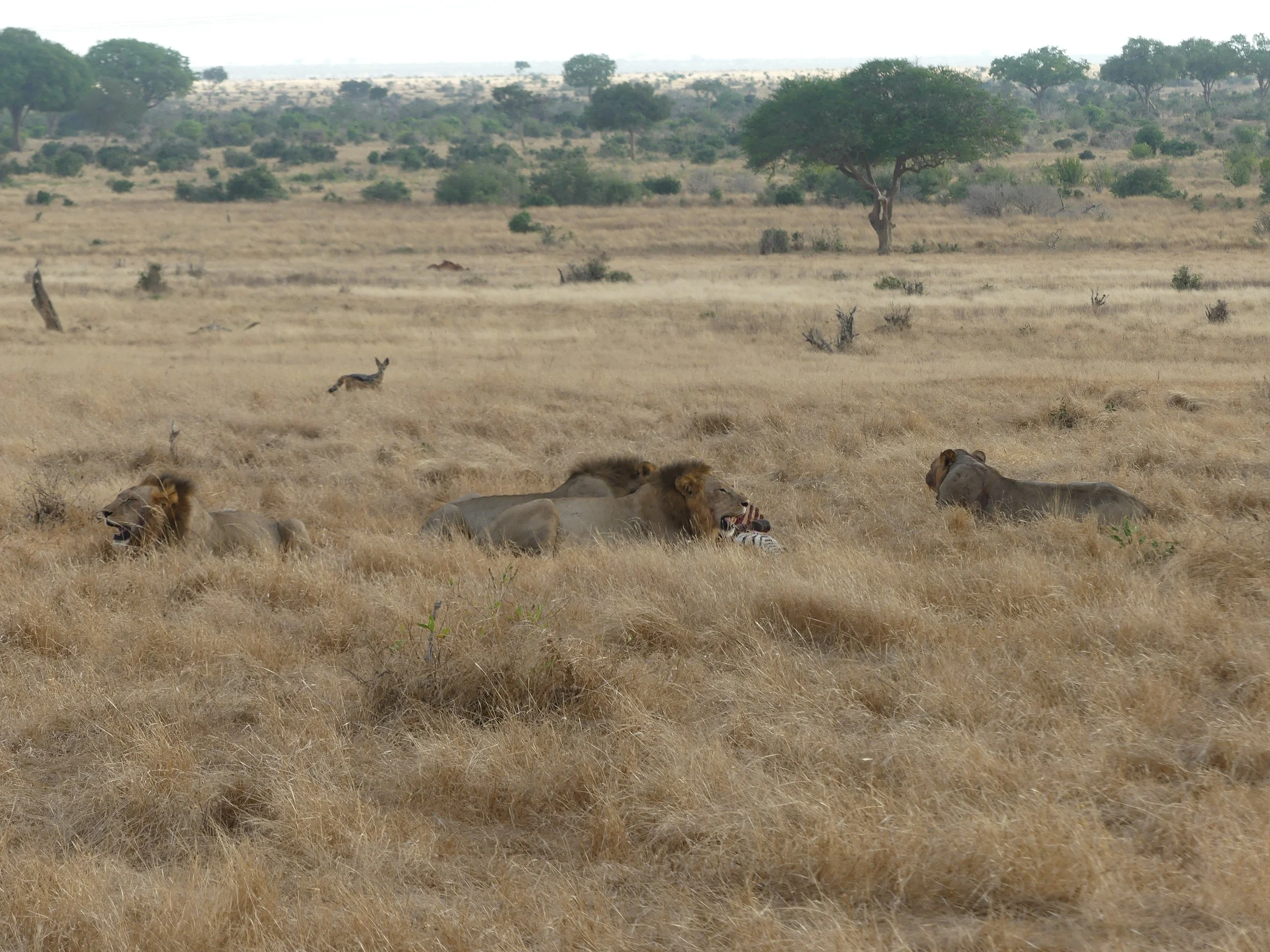 African savannah landscape with lions resting in the grass, scattered trees in the background, and a few small animals visible in the distance.