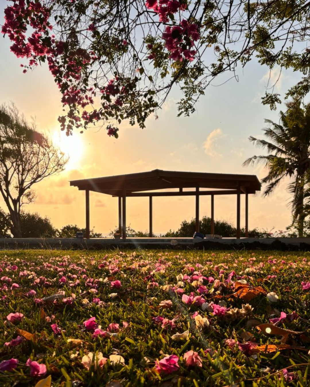 A park scene at sunset with a wooden pavilion, pink flowers on the ground, and trees with pink blossoms and palm trees in the background.