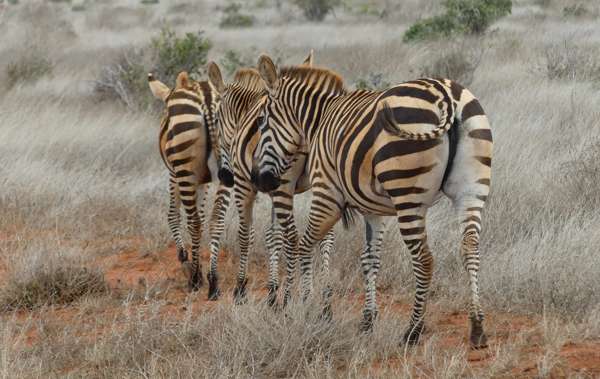 Three zebras standing in dry grassland with sparse bushes in the background.