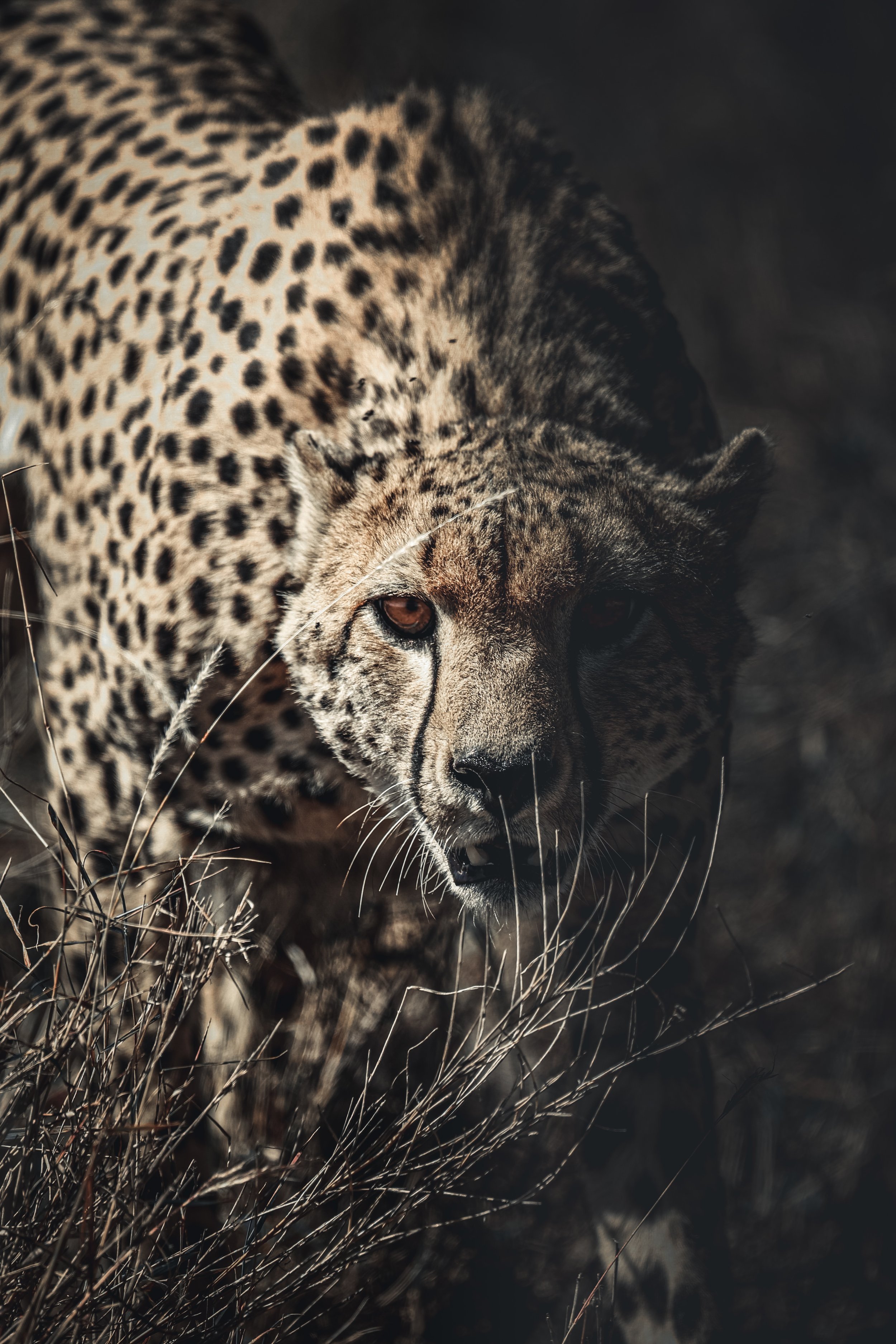 Close-up of a cheetah crouching low in dry grass, looking forward with intense eyes, in a natural habitat setting.