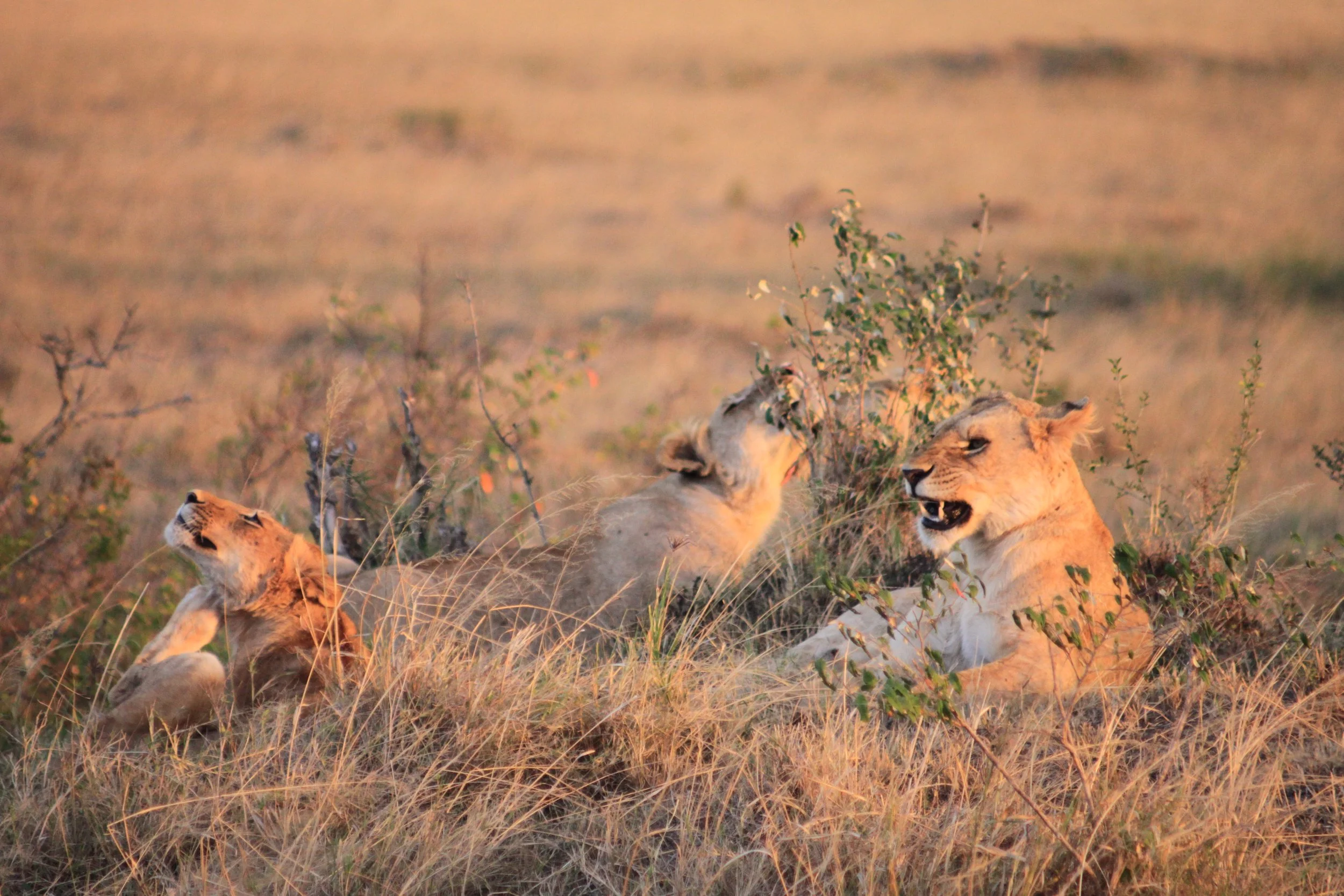 Three young lions lying in the grassland with sparse bushes, during sunset or sunrise.
