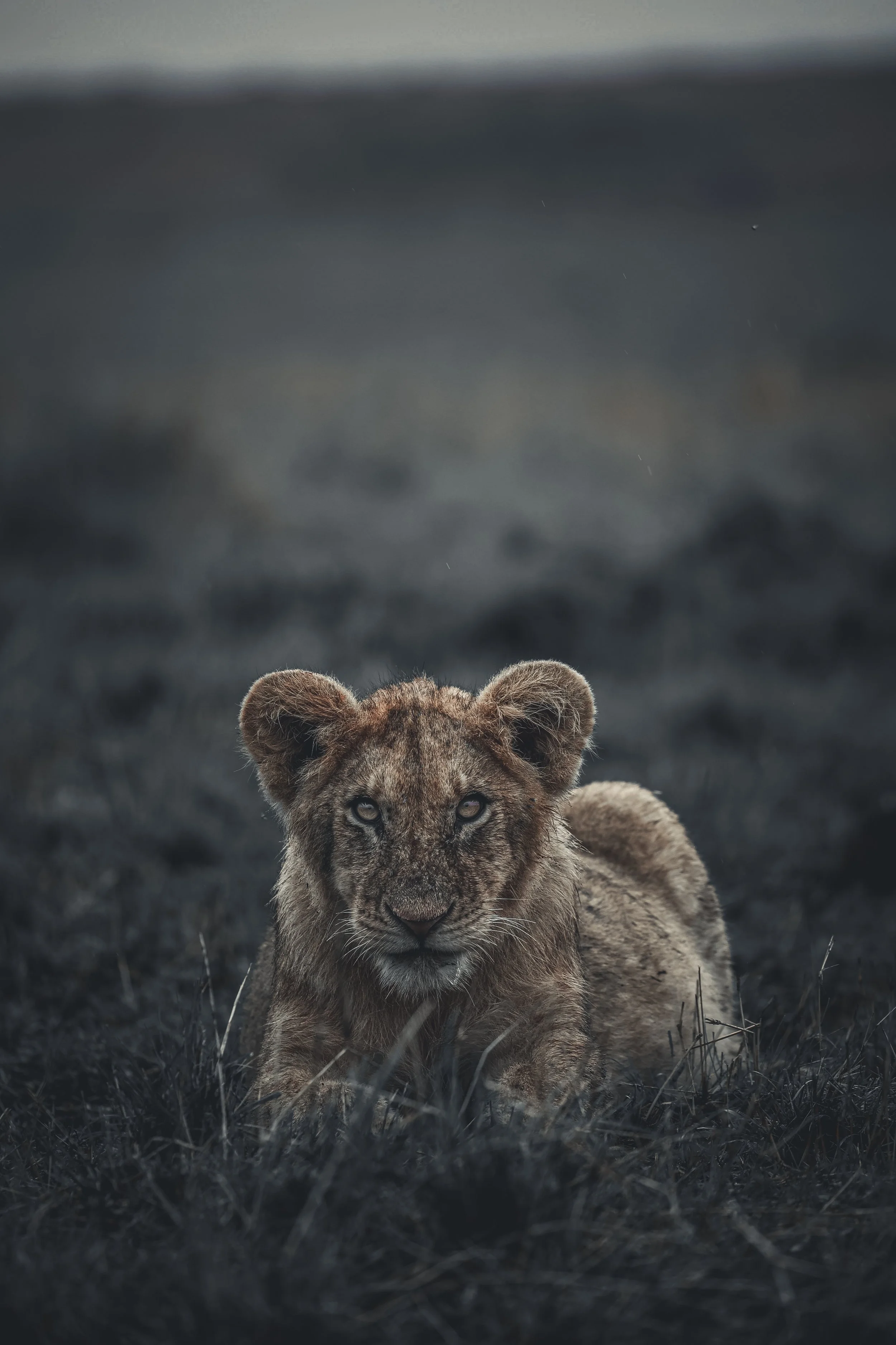 Young lion cub lying on dry grass with dark blurred background.