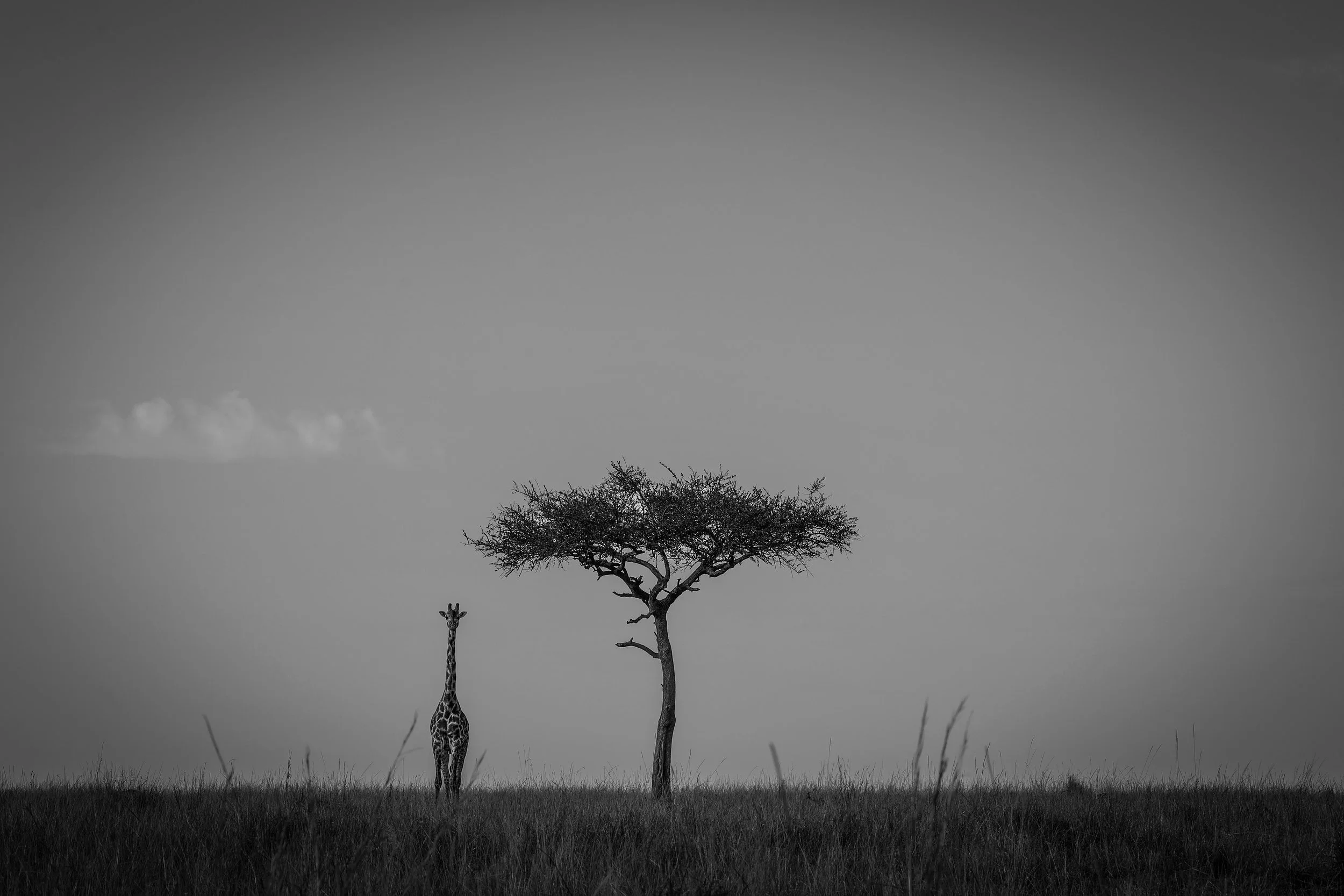 A black-and-white photograph of a savannah scene with two tall, sparse trees and a giraffe standing between them, with clouds in the sky and grass in the foreground.