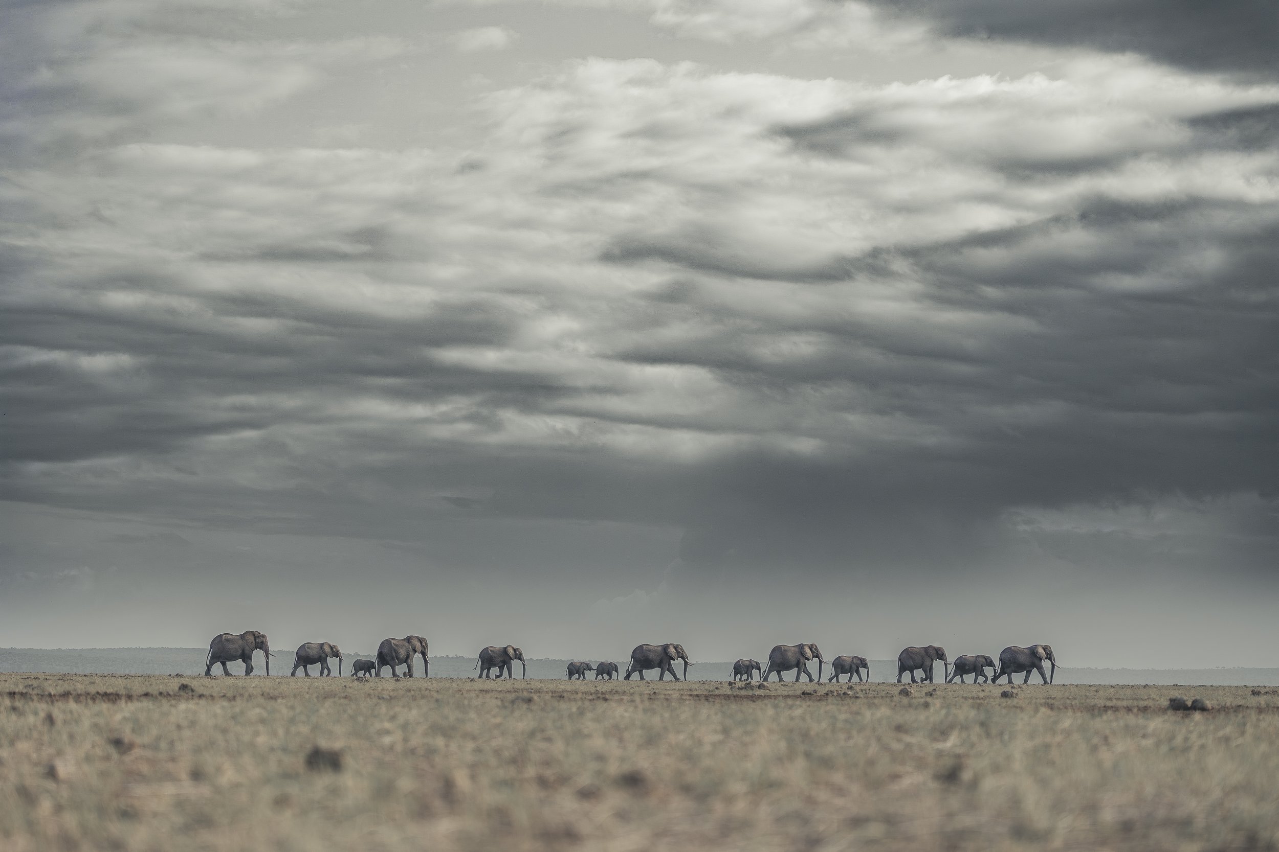 A herd of elephants walking across a grassy plain under a cloudy sky.