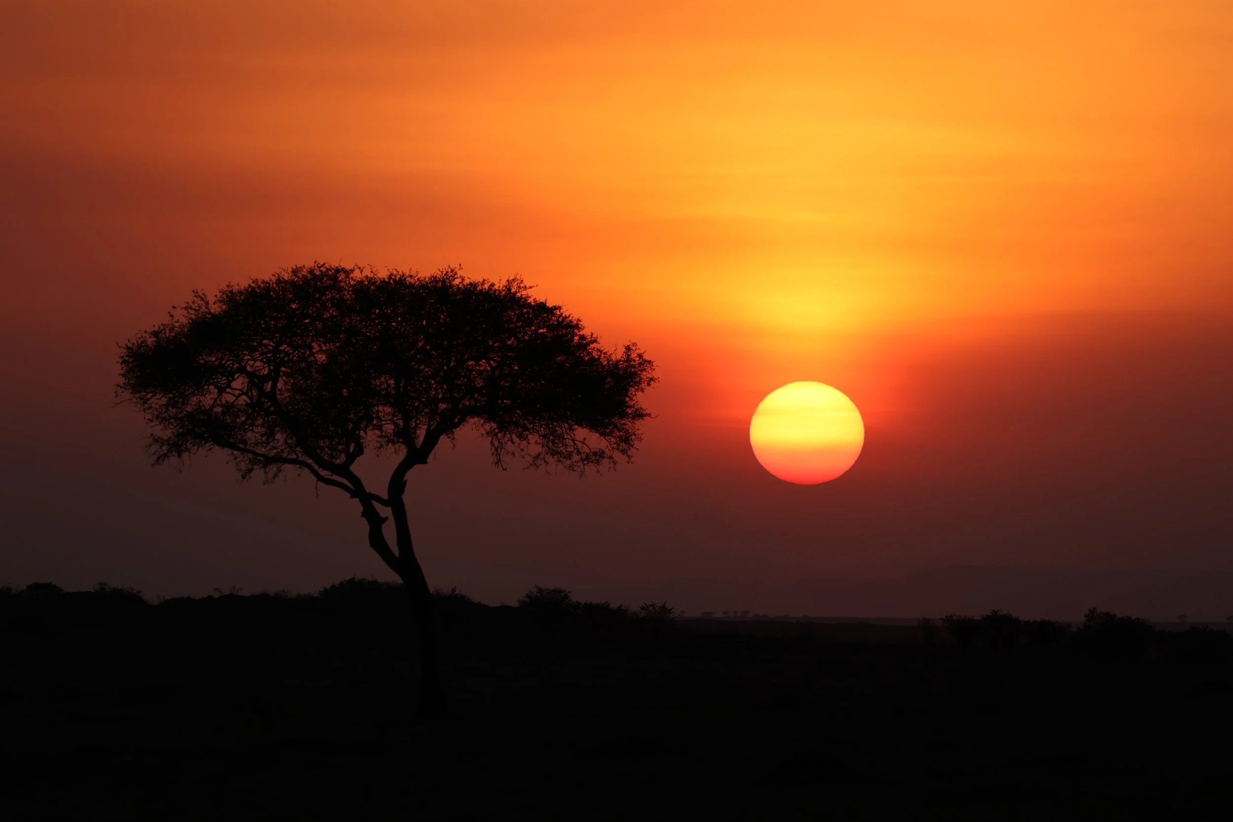 A silhouette of a lone tree against a sunset with an orange and yellow sky, and the sun near the horizon.