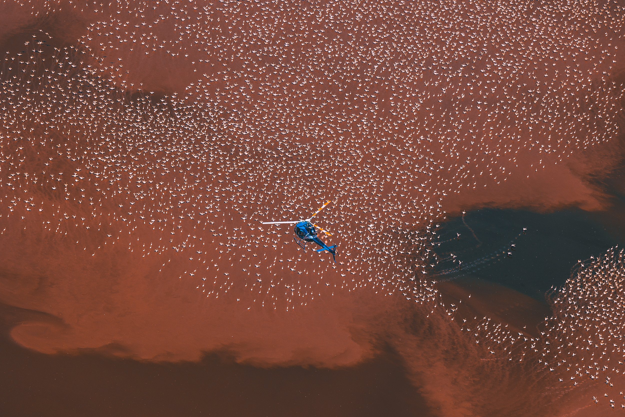 An aerial view of a large flock of flamingos on a reddish-colored mudflat, with a helicopter flying nearby.