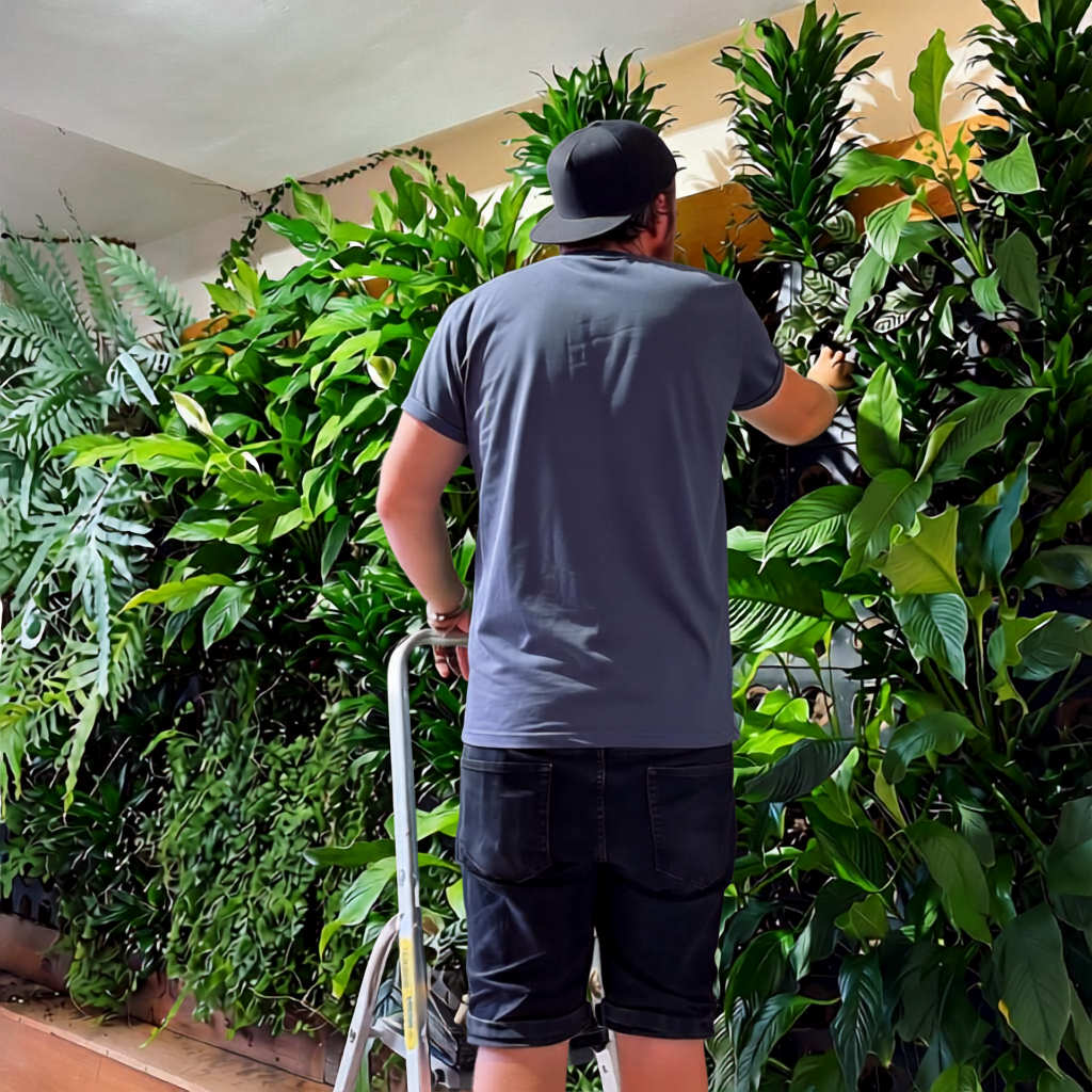A man wearing a baseball cap, blue t-shirt, and black shorts standing in front of a lush green plant wall, watering or tending to the plants.