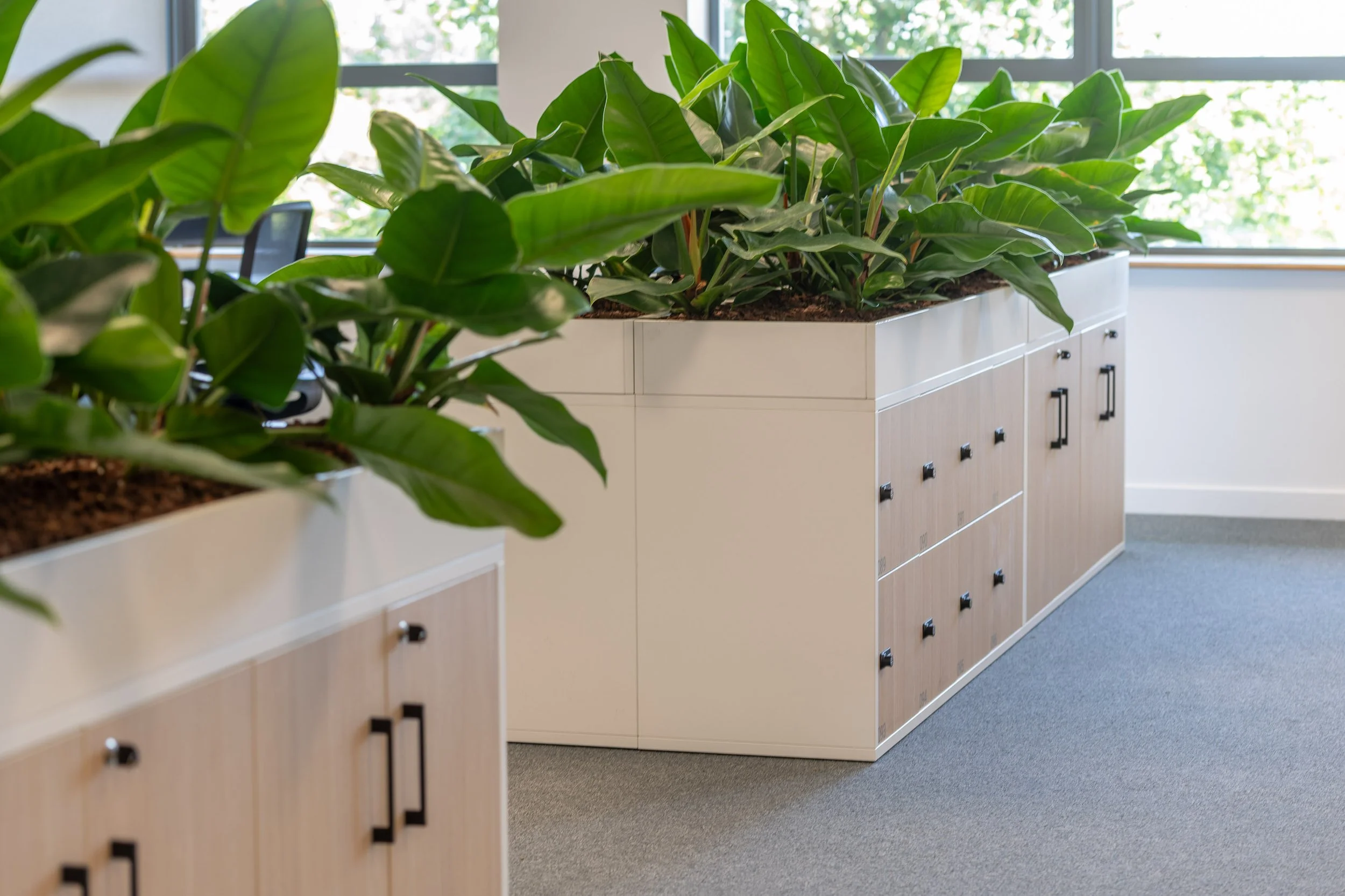 Indoor office space with large potted green plants on white cabinets against windows with natural light.
