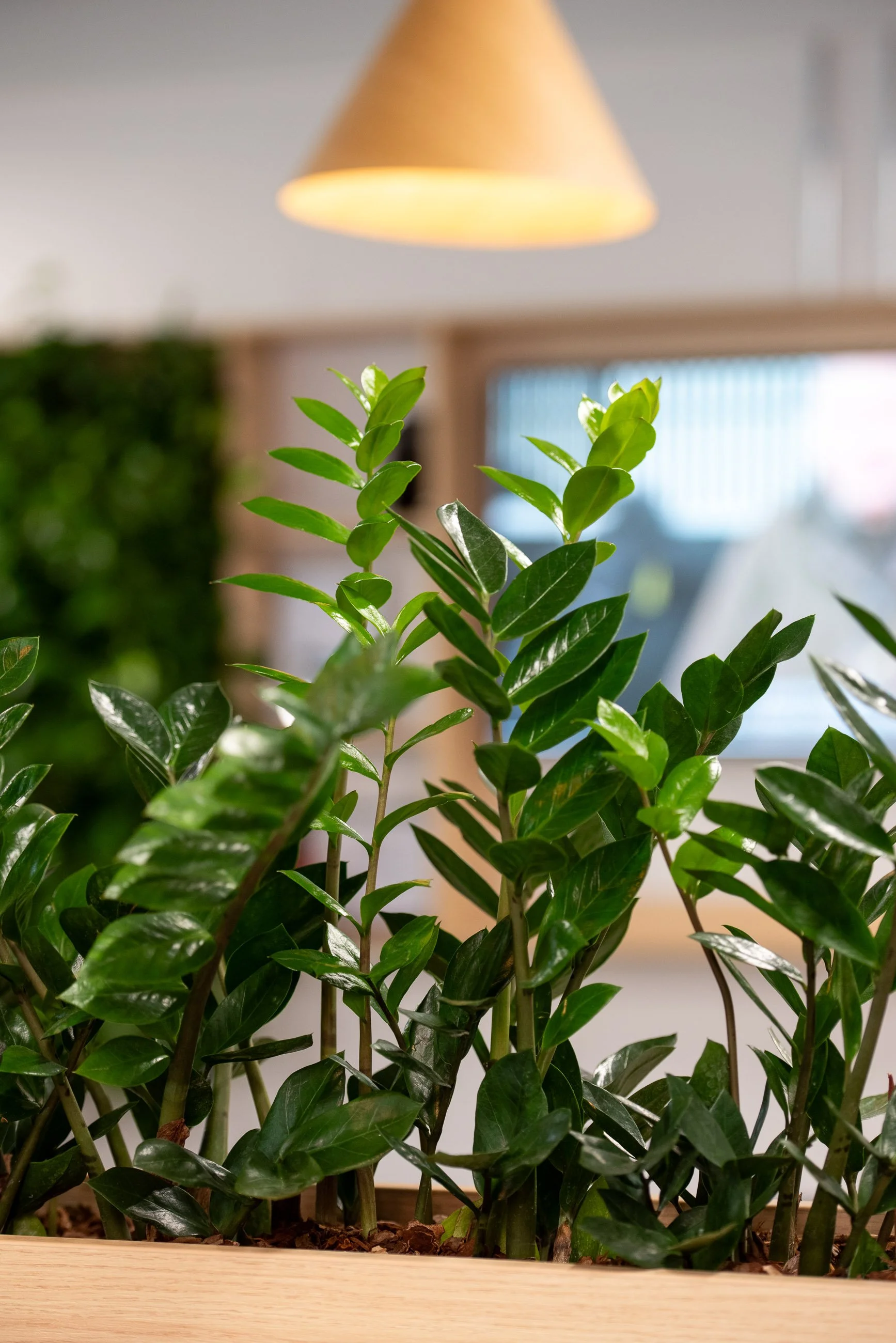 Green leafy houseplant in a wooden planter, indoors with a blurred background and a ceiling light