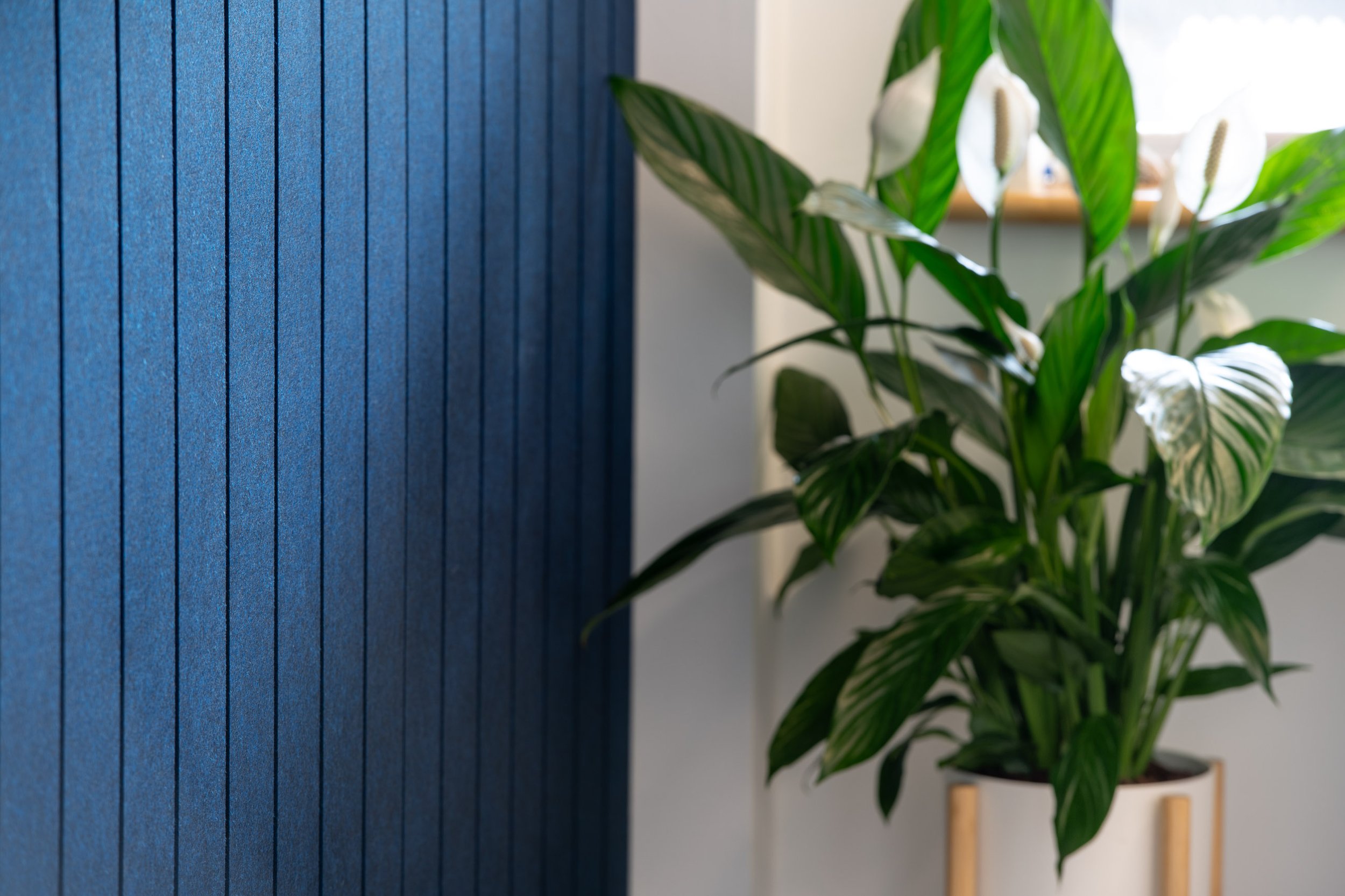 Interior scene with a blue textured wall on the left and a potted green leafy plant on the right, with sunlight coming through a window in the background.