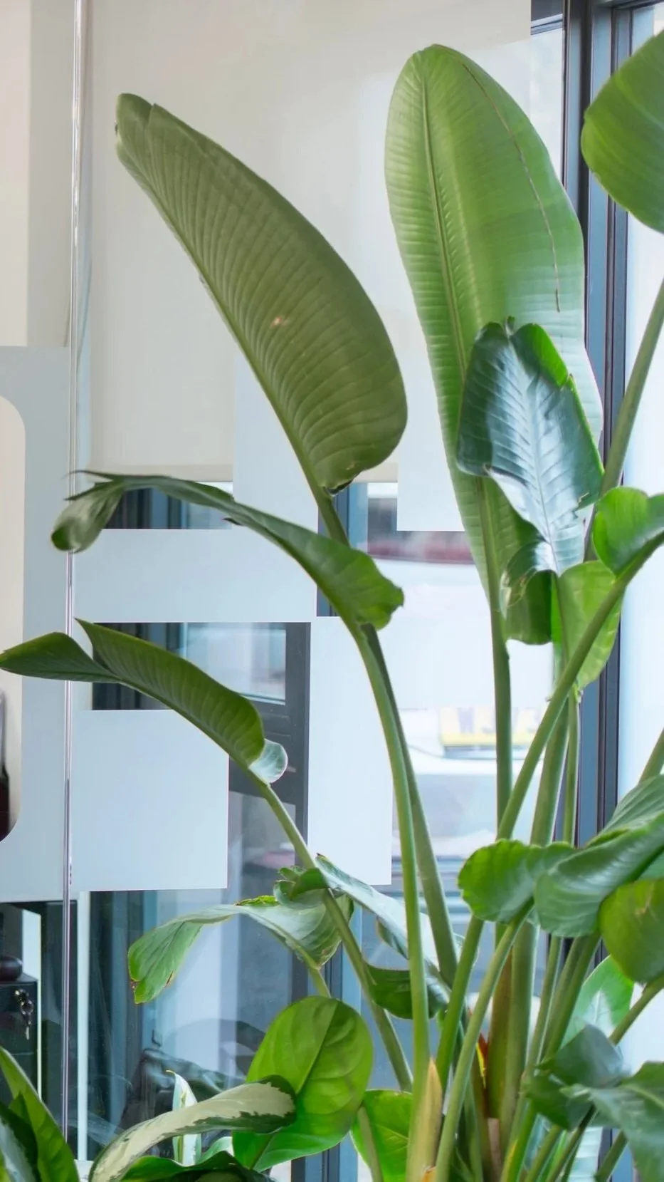 Indoor houseplant with large green leaves near a window.