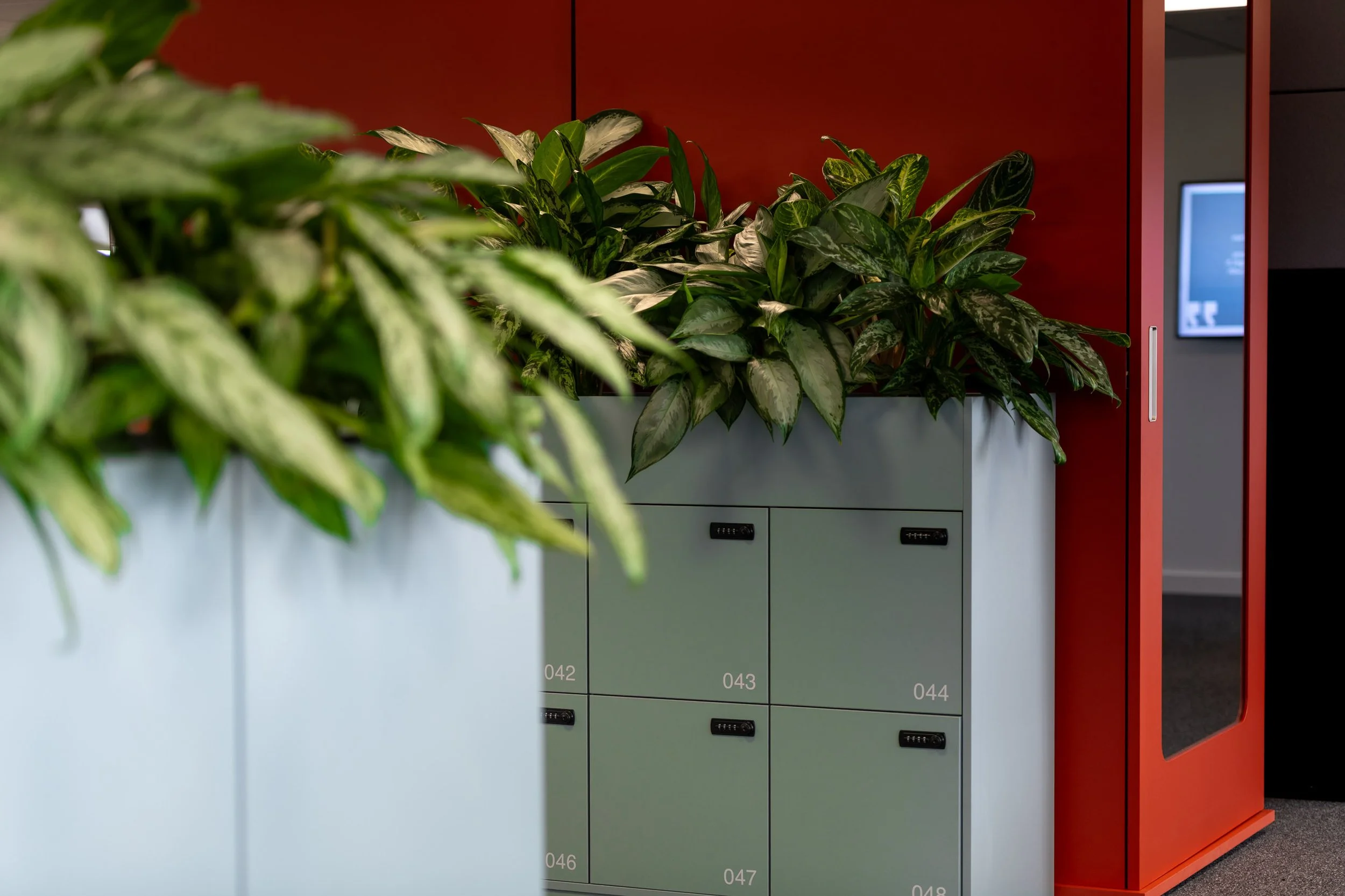 Indoors, green plants in planters in front of a red wall with a gray storage unit and numbered lockers to the right.