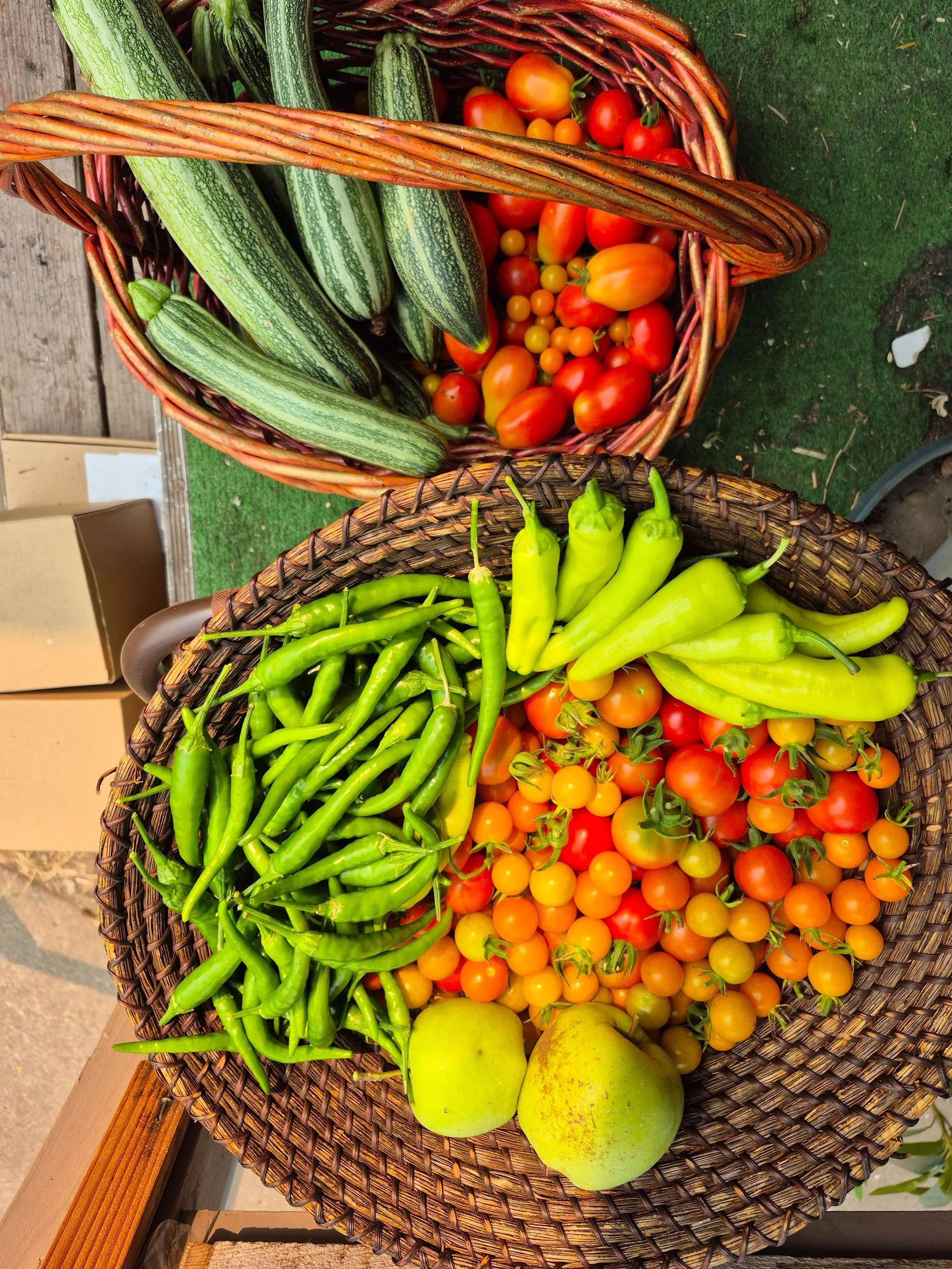 By this time of year, you&rsquo;ll notice something.

A lot of people stop posting their gardens.

Pests show up. Plants struggle. Things aren&rsquo;t as picture-perfect anymore.

But insects are part of a healthy ecosystem. Not every bug is a bad bu