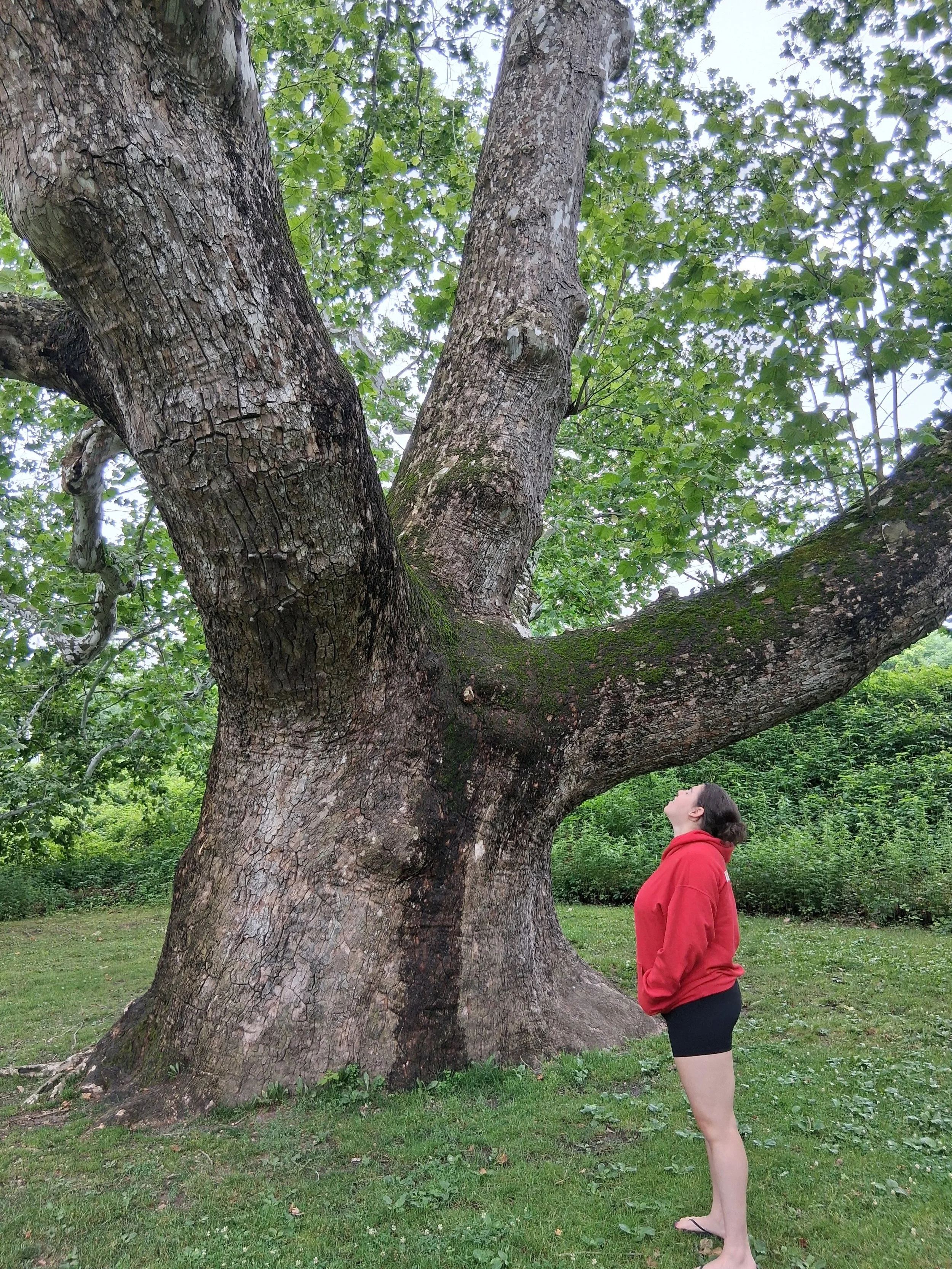 We just arrived home from a trip where we spent one night at a beautiful inn in Simsbury, Connecticut. Why Simsbury? Well, it&rsquo;s home to the famed Pinchot Sycamore, one of the largest living Sycamore trees. 

We woke up early, drove over, and we