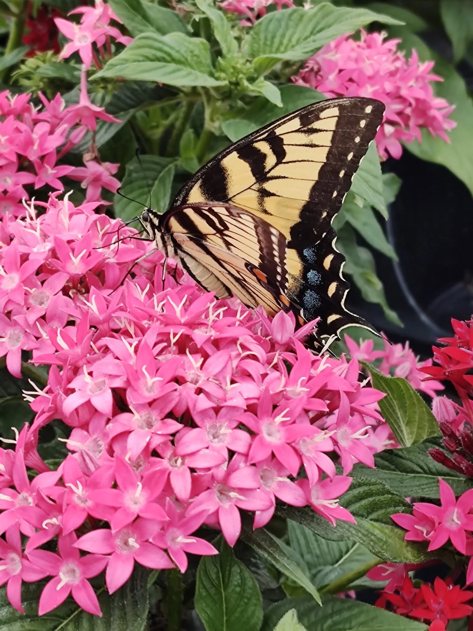 Late summer blooms, captured in the garden 🌸📷🫶