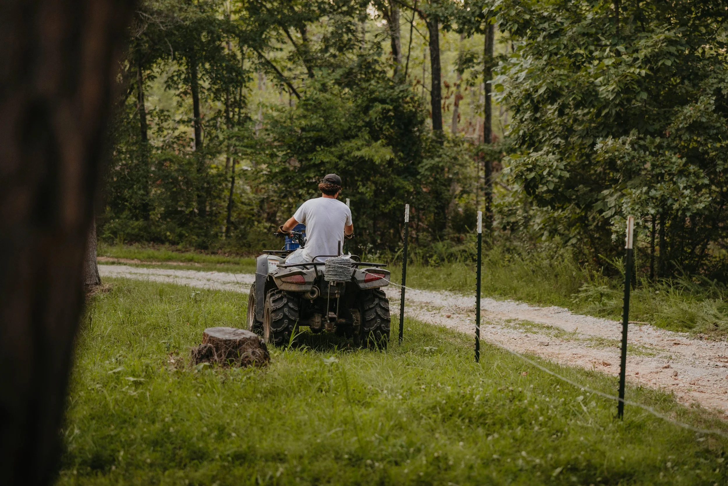A person riding a quad bike on a dirt path in a forested area, viewed through a tree trunk and branches.