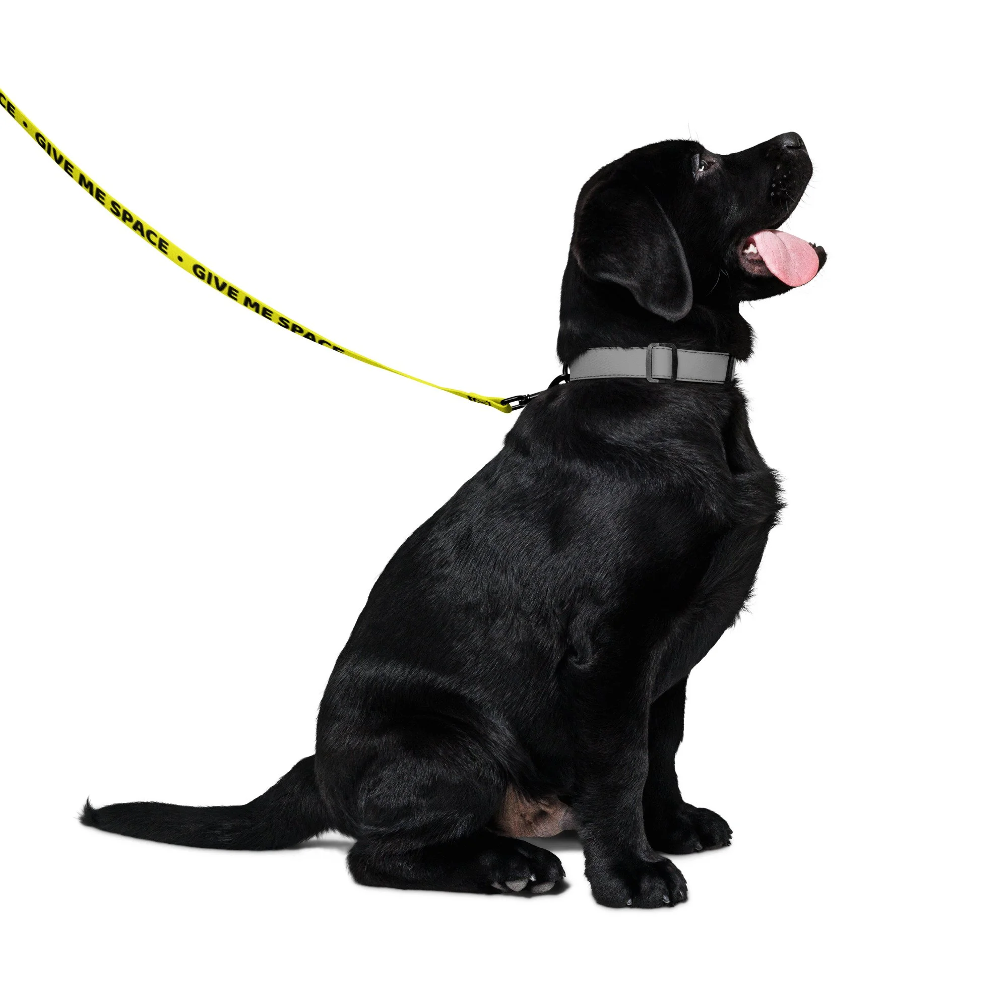 Black Labrador puppy sitting, clipped to the yellow GIVE ME SPACE leash
