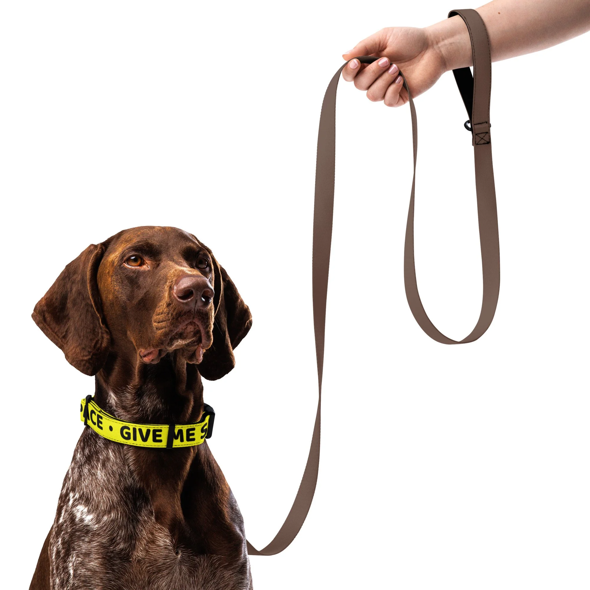 Brown pointer in the yellow GIVE ME SPACE collar with a leash clipped to the D-ring