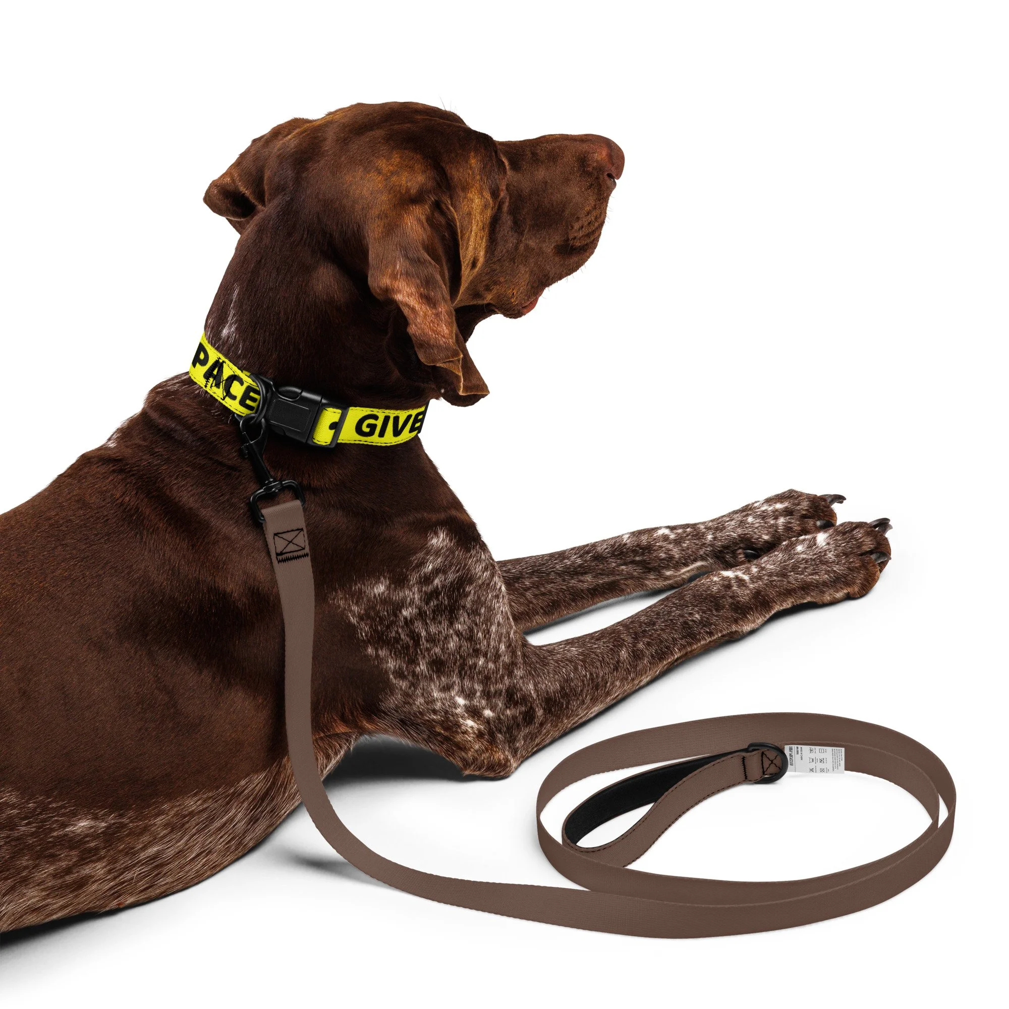 Brown pointer lying down wearing the yellow GIVE ME SPACE collar
