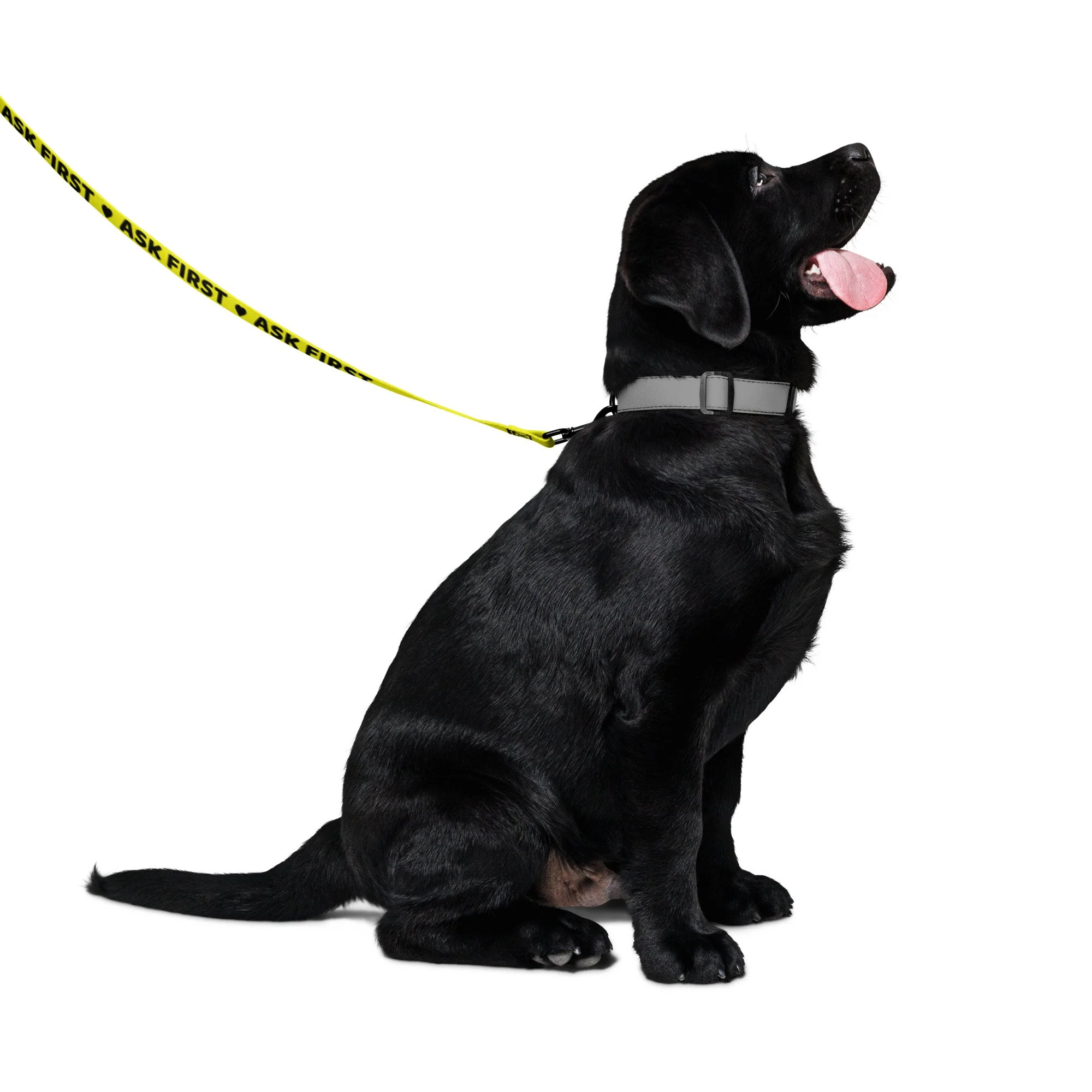 Black Labrador puppy sitting, clipped to the yellow ASK FIRST leash