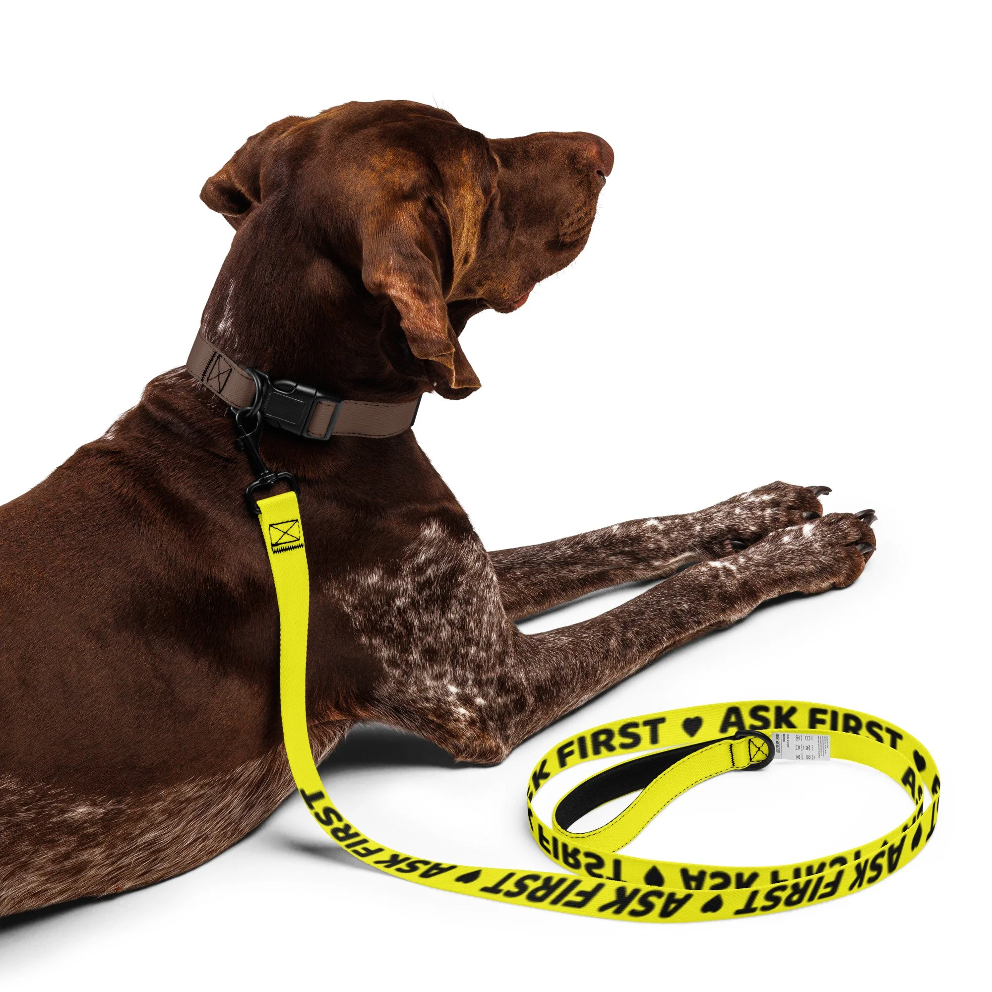 Brown pointer lying down with the yellow ASK FIRST leash across its paws