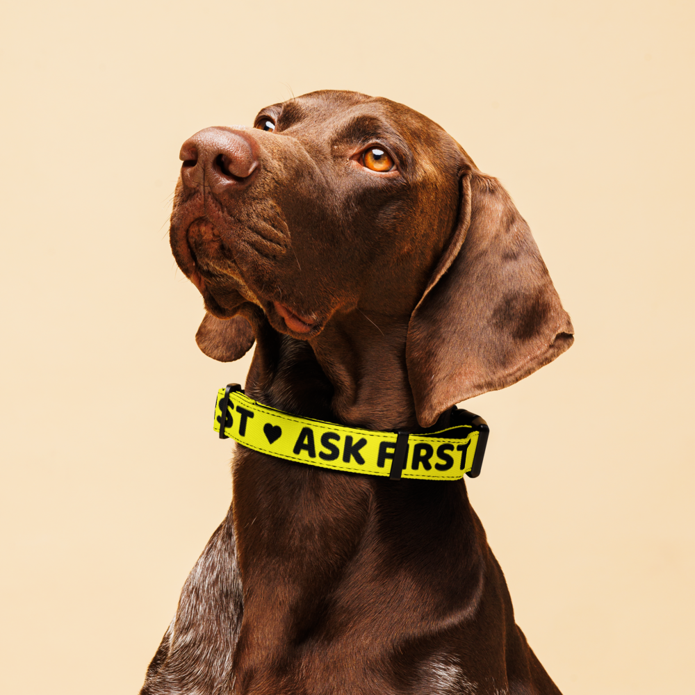 'Ask First' Yellow Dog Collar — Adjustable, Ask Before Petting
