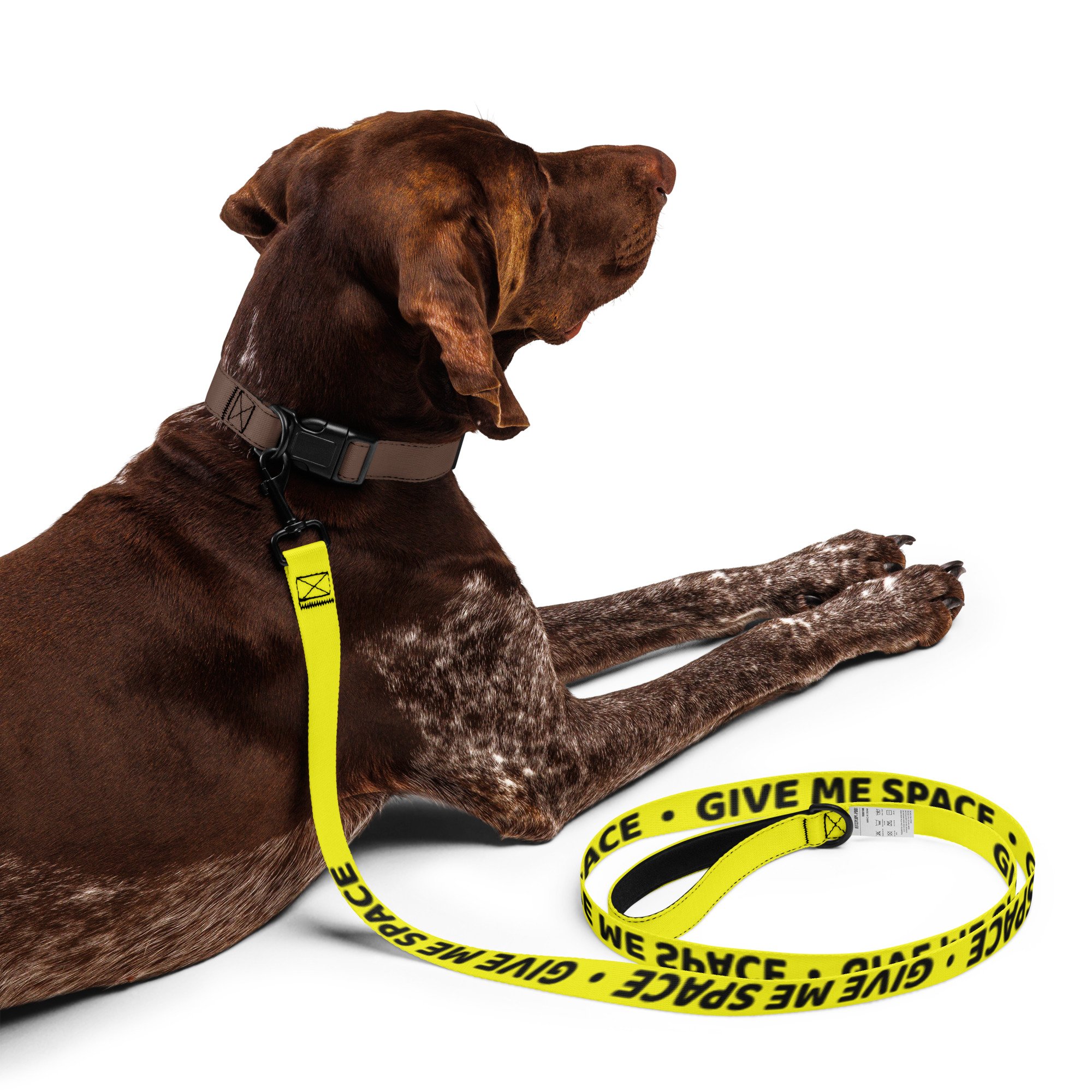 Brown pointer lying down with the yellow GIVE ME SPACE leash across its paws