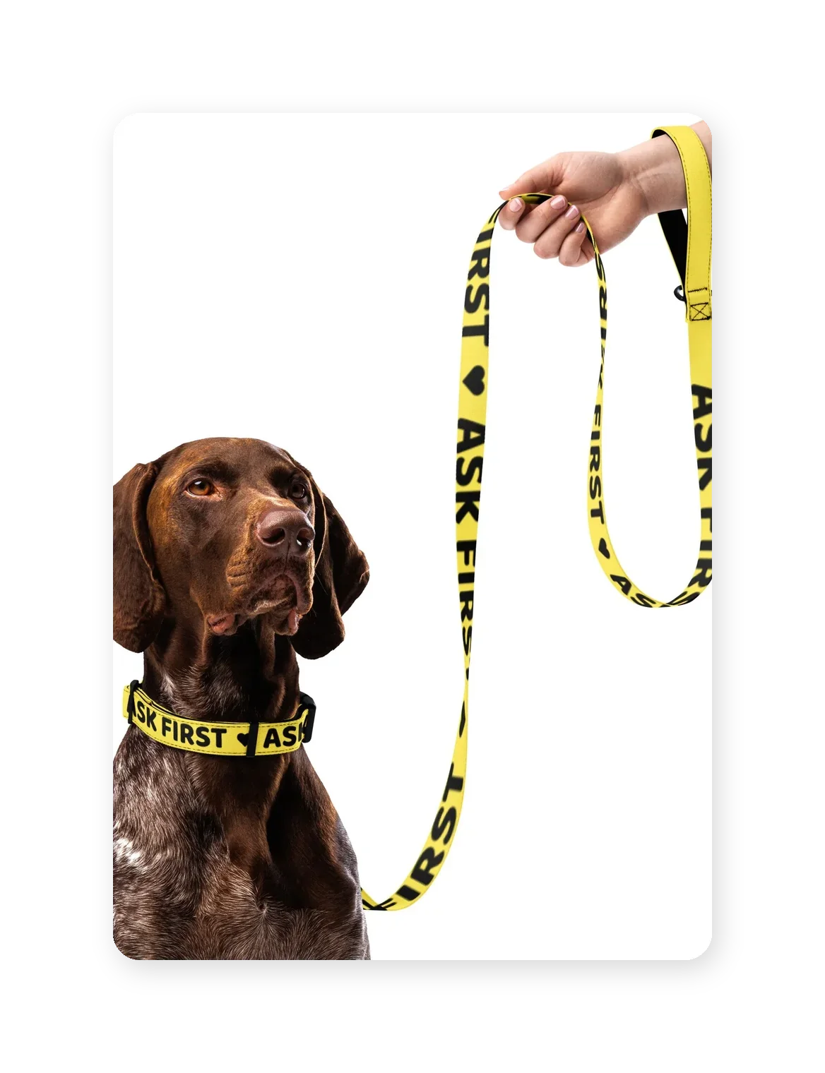 German shorthaired pointer wearing the yellow Ask First collar, with the matching leash and handle held in a person's hand