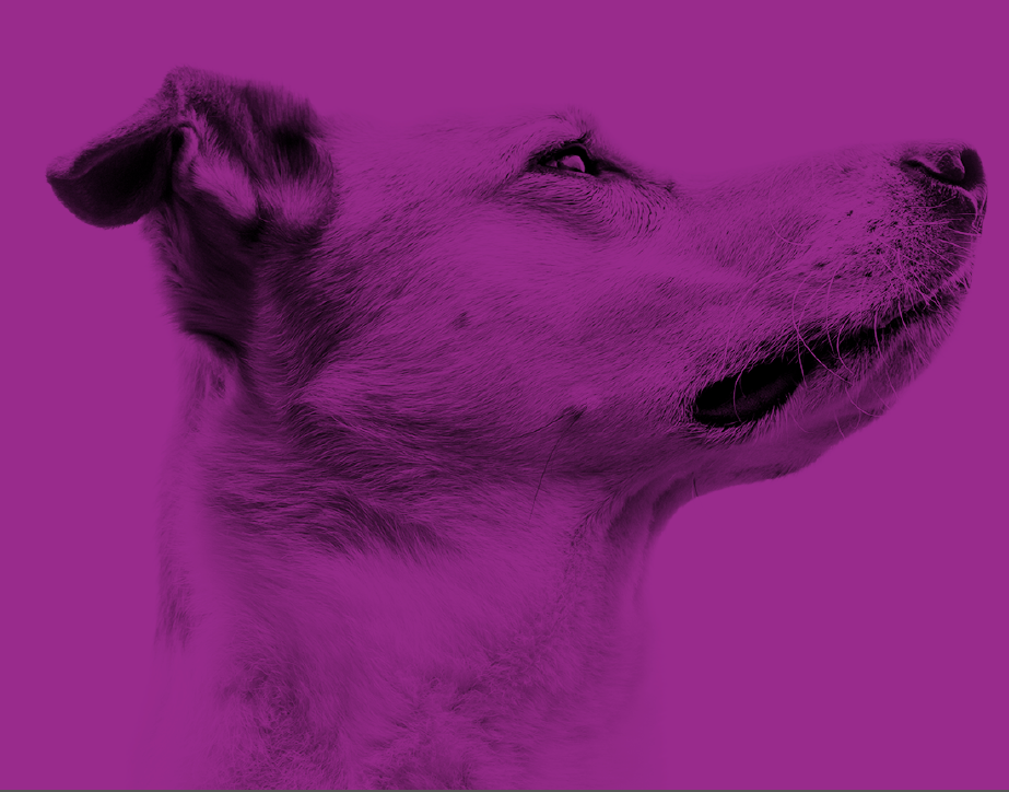 HSPCA cover shot.png
