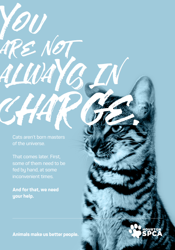 Houston SPCA_CatInCharge.png