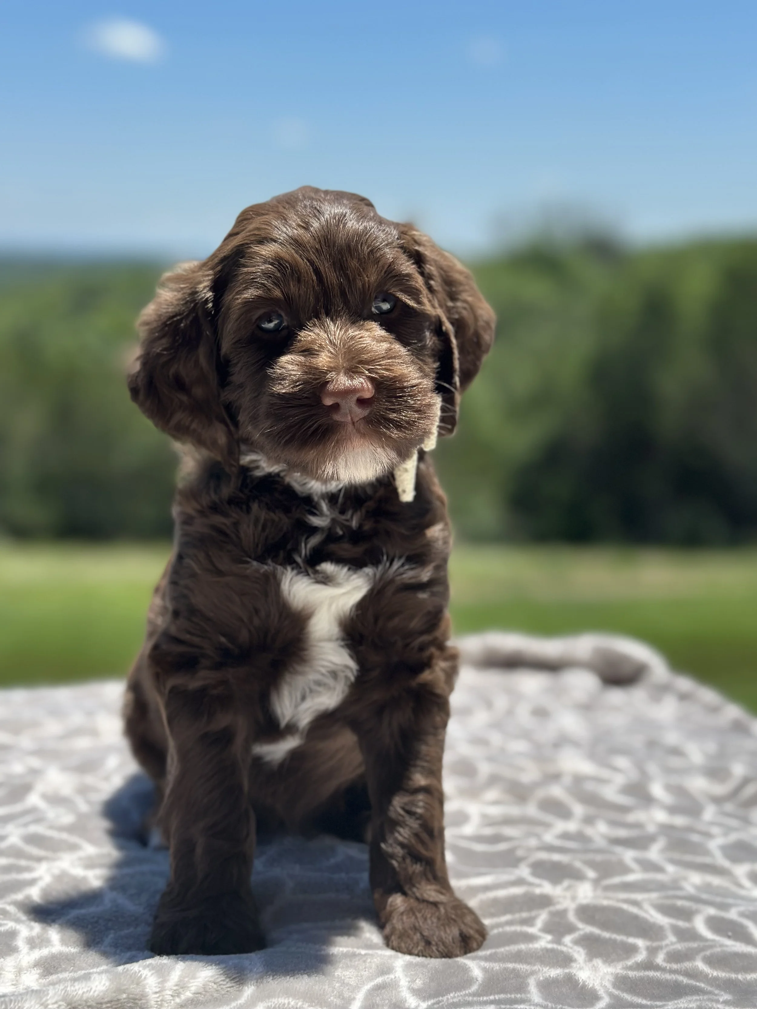 A brown and white puppy with blue eyes sitting on a textured white surface outdoors with green trees and a clear blue sky in the background.