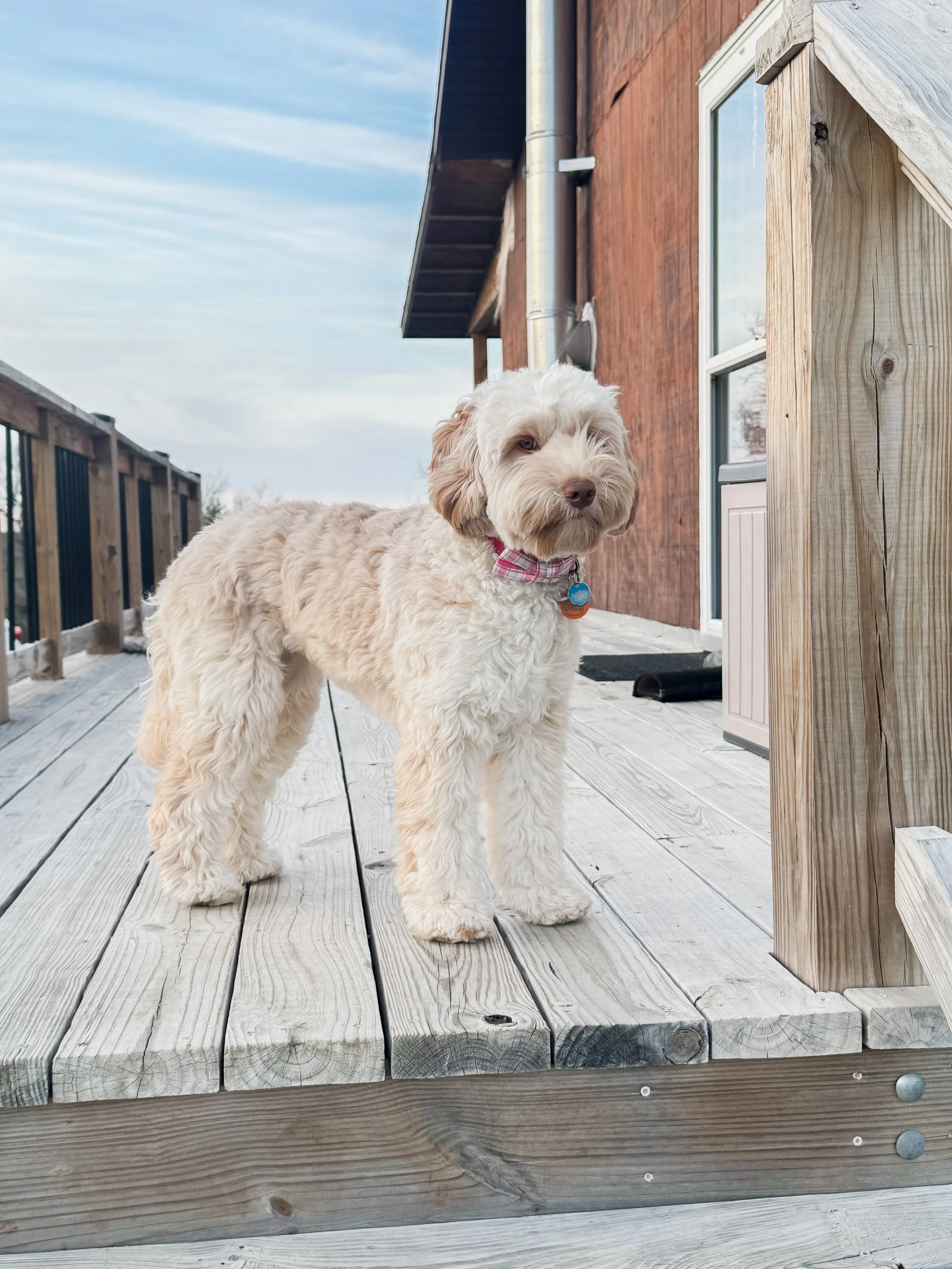 A fluffy, cream-colored dog with brown eyes and a pink plaid bandana standing on a wooden deck outside a house.