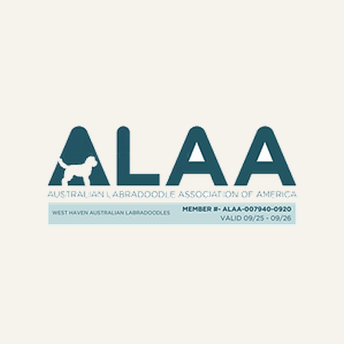 alaa-australian-labradoodle-association-america-member-badge.png