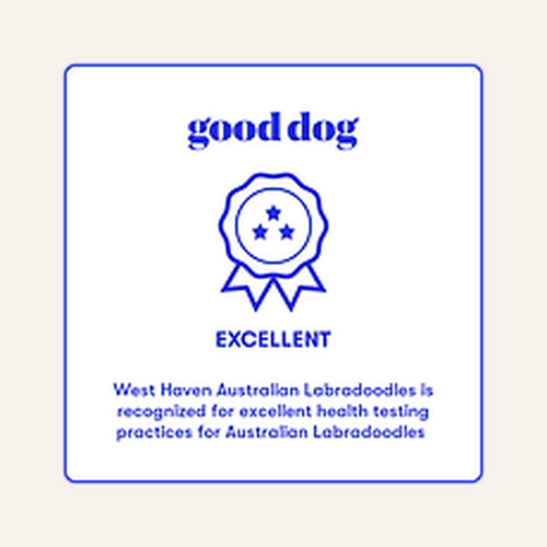 good-dog-excellent-health-testing-australian-labradoodle-breeder.png