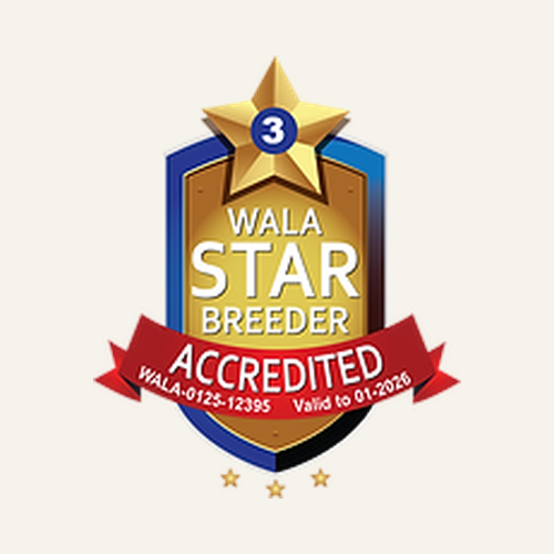 wala-3-star-accredited-breeder-badge-australian-labradoodle.png