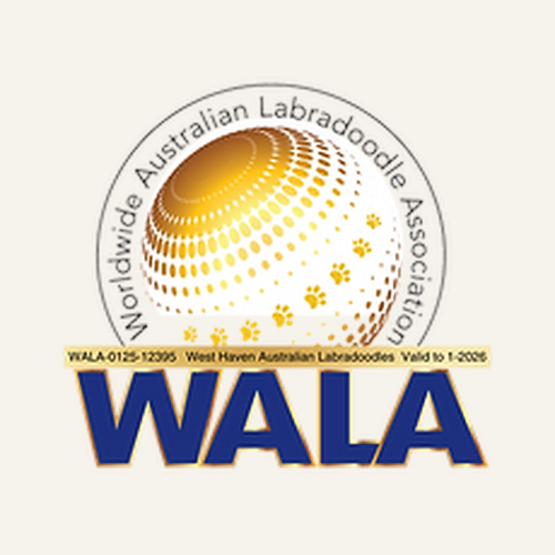 wala-worldwide-australian-labradoodle-association-member-badge.png